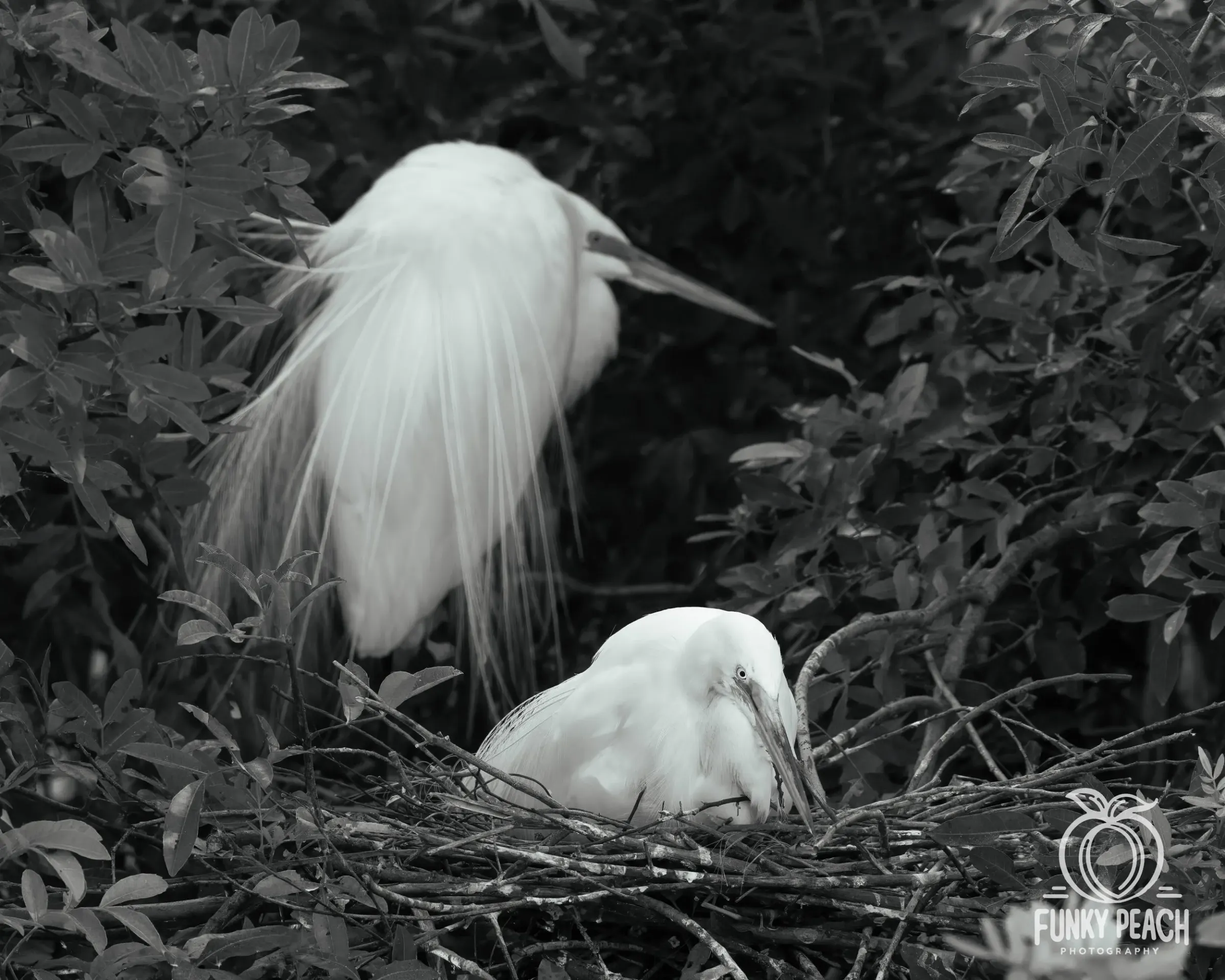 Great Egrets — photograph 52