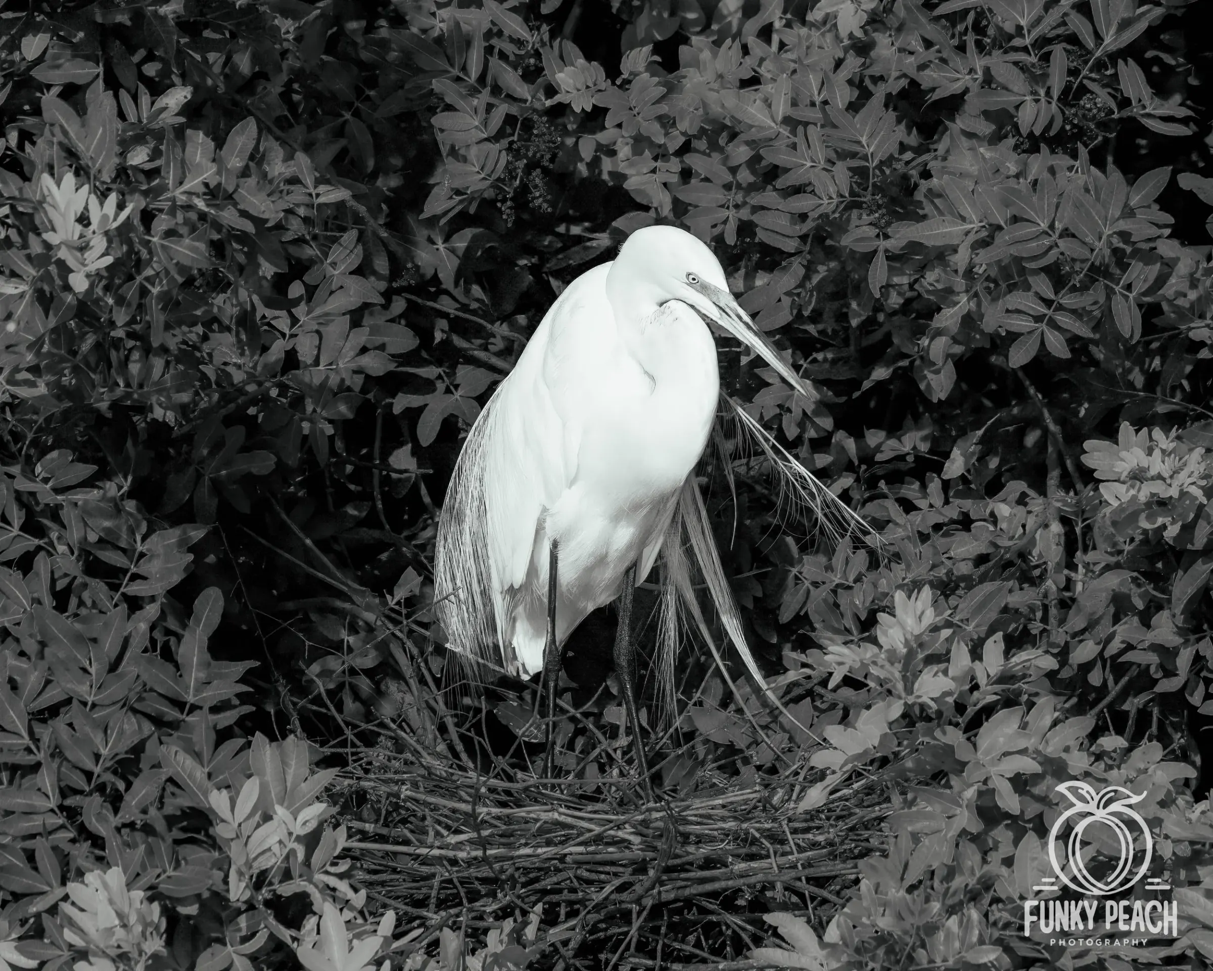 Great Egrets — photograph 54