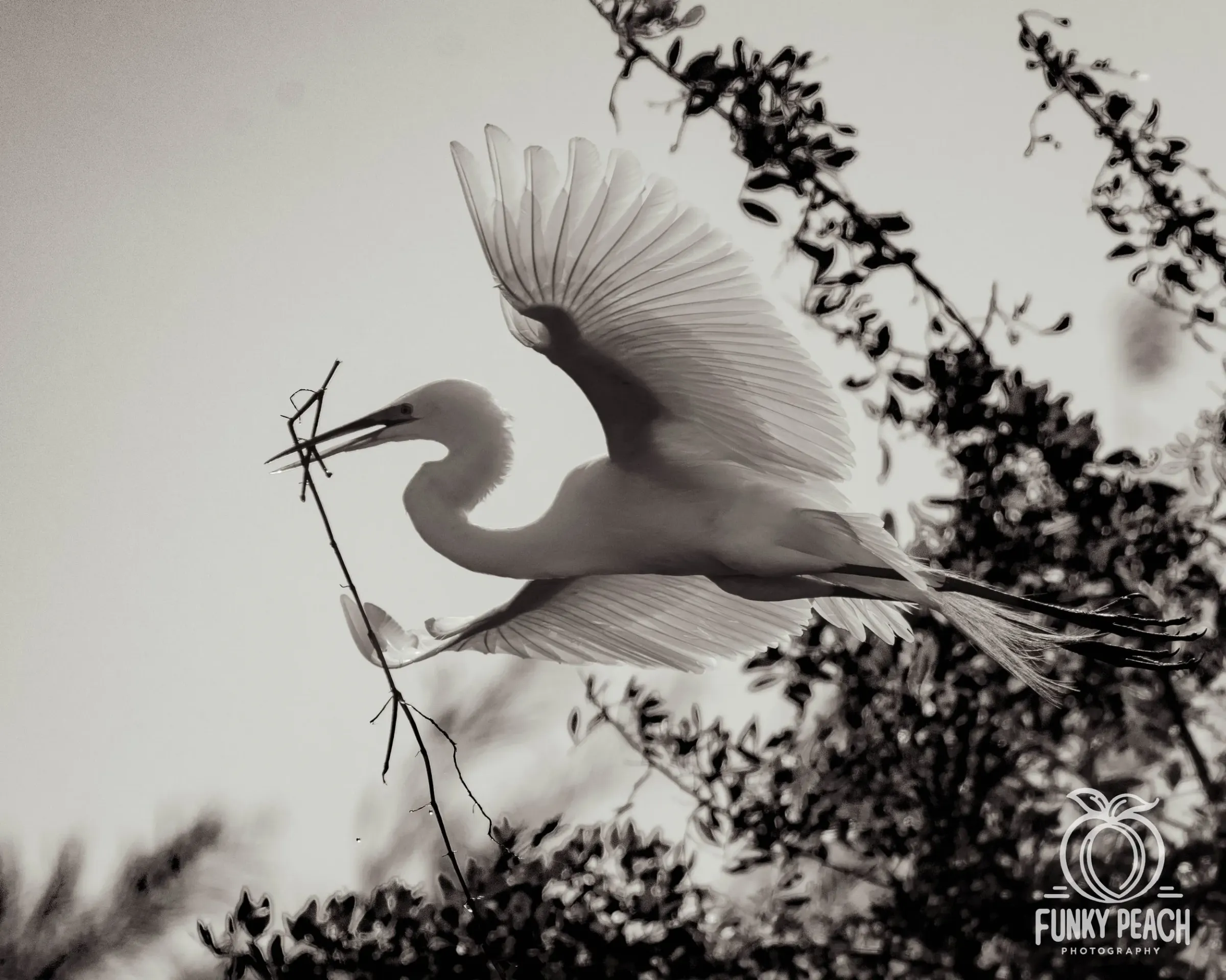 Great Egrets — photograph 70