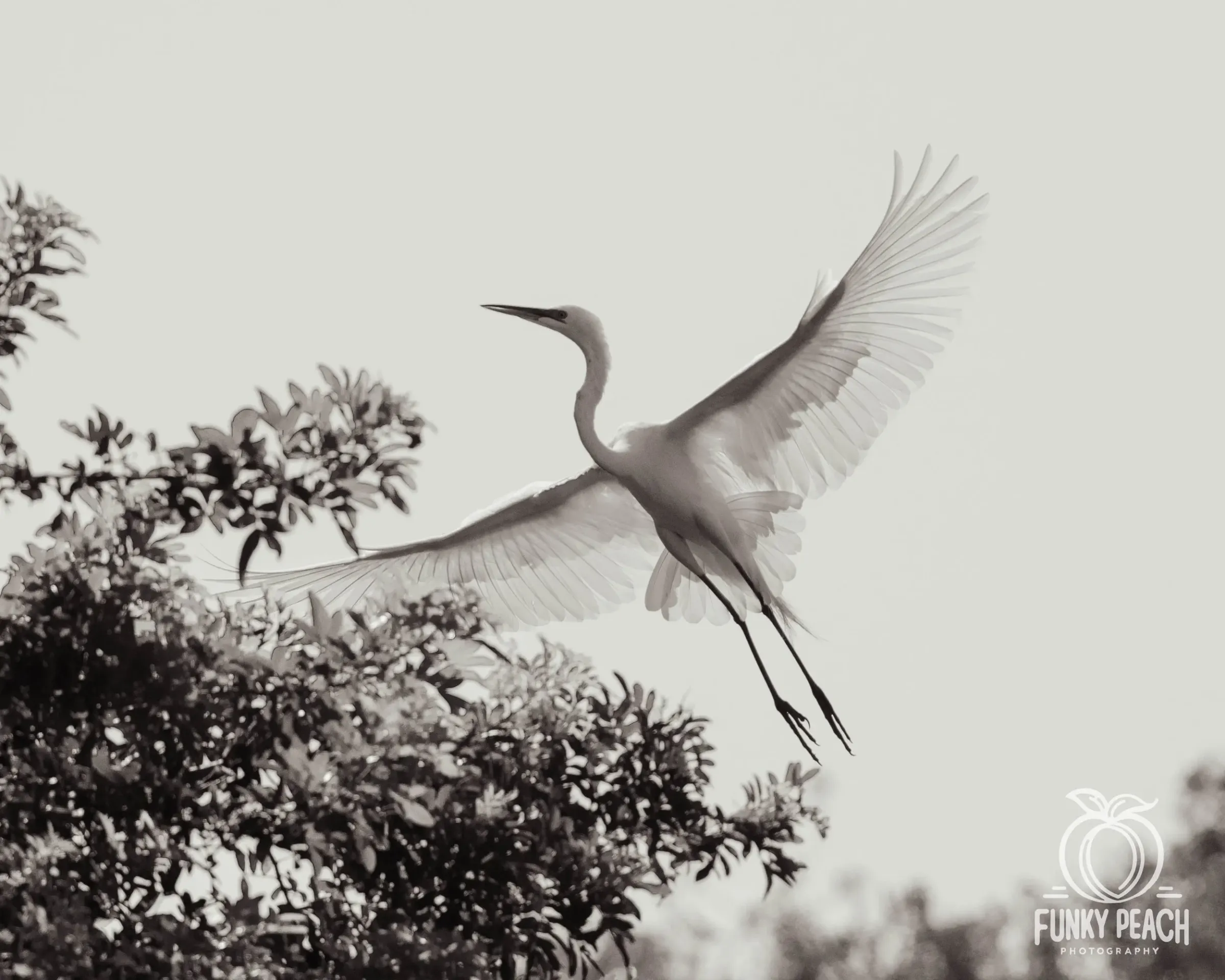 Great Egrets — photograph 71