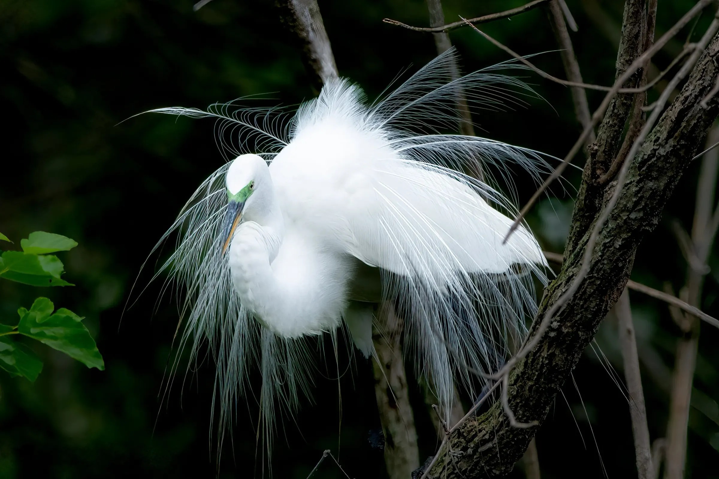 Great Egrets — photograph 12