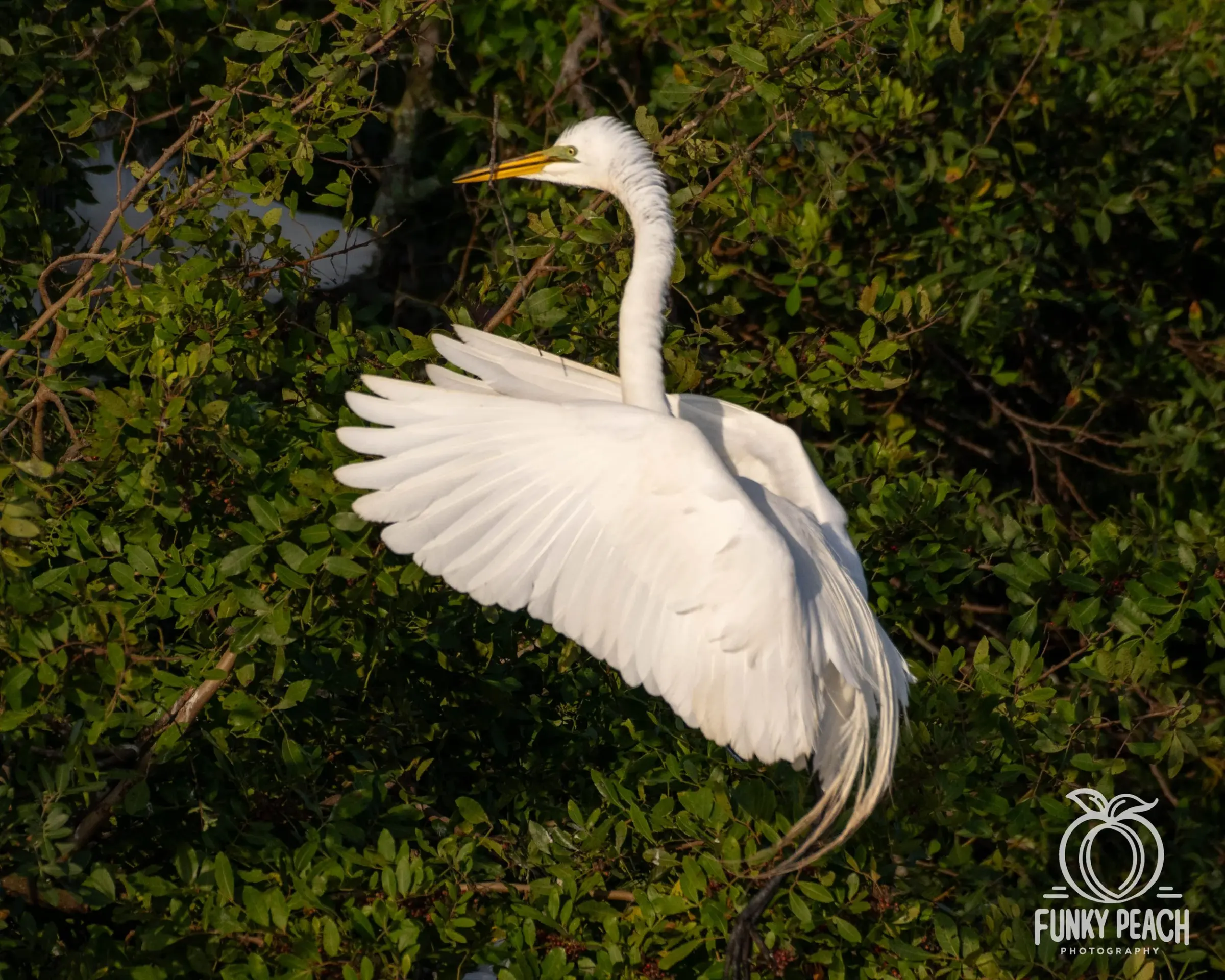 Great Egrets — photograph 46