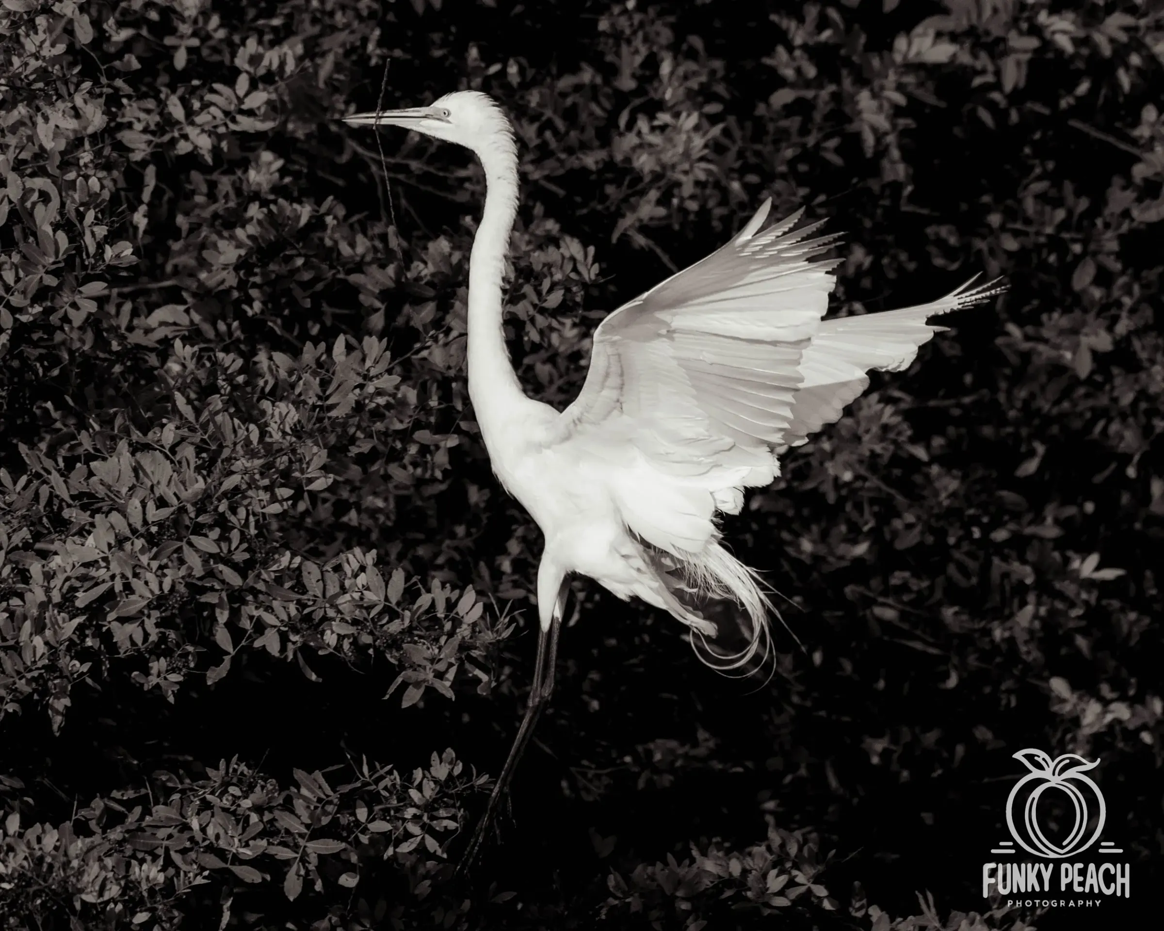 Great Egrets — photograph 44