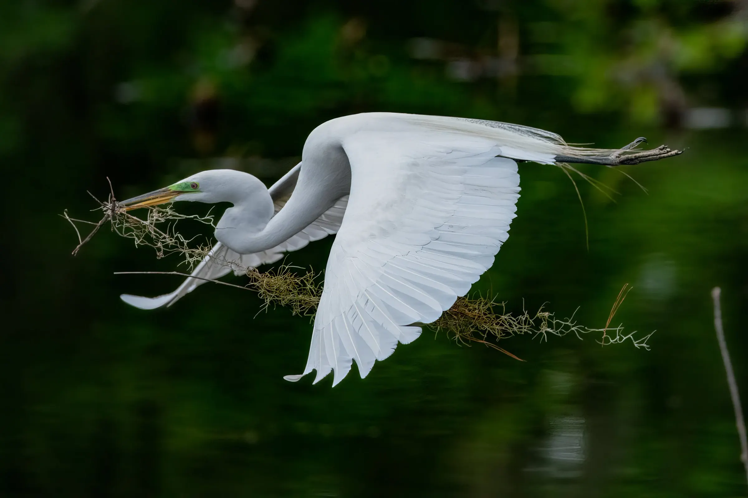 Great Egrets — photograph 10