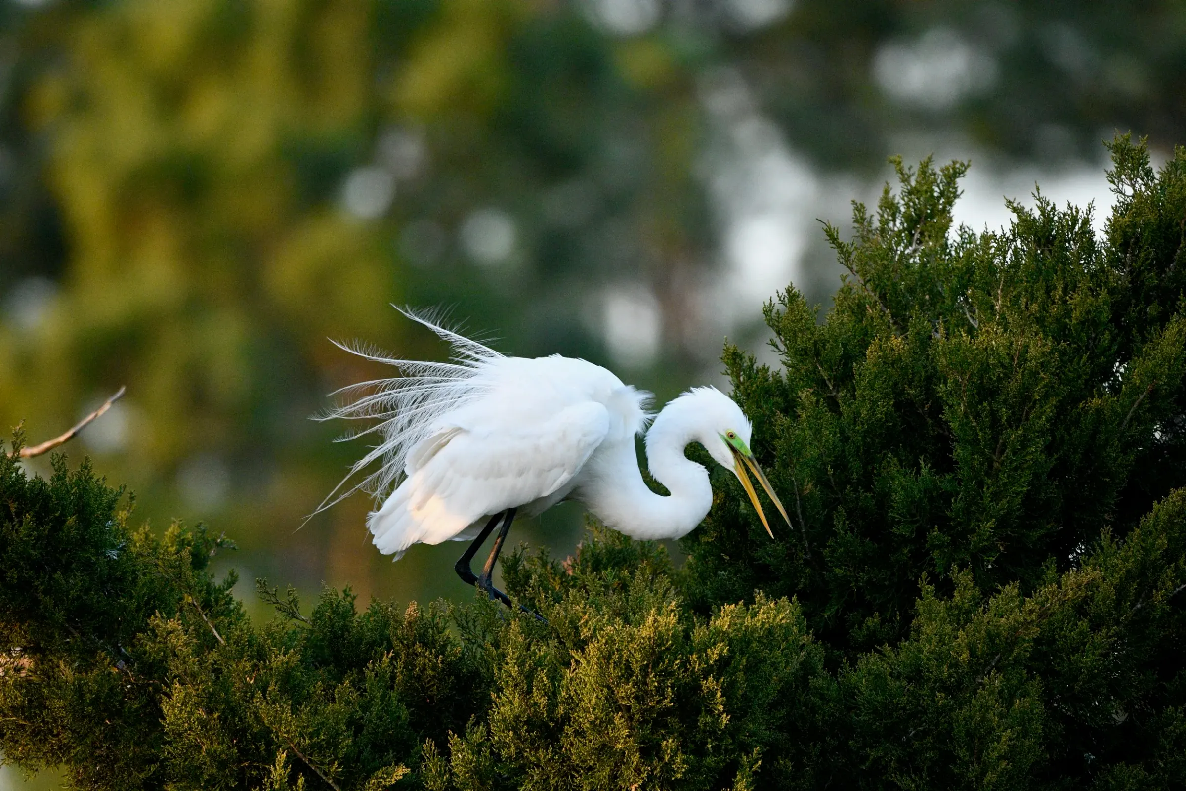 Great Egrets — photograph 4