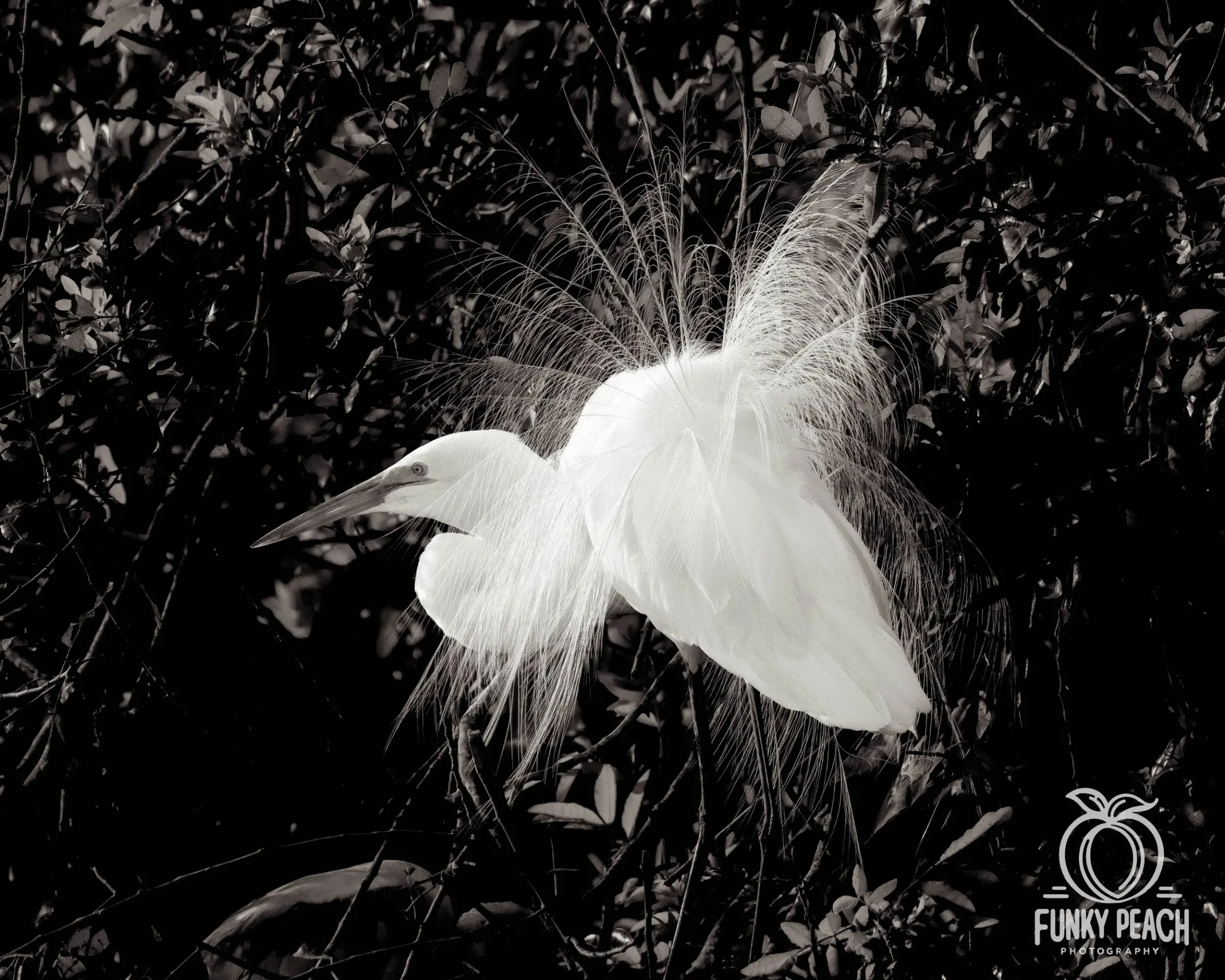 Great Egrets — photograph 42