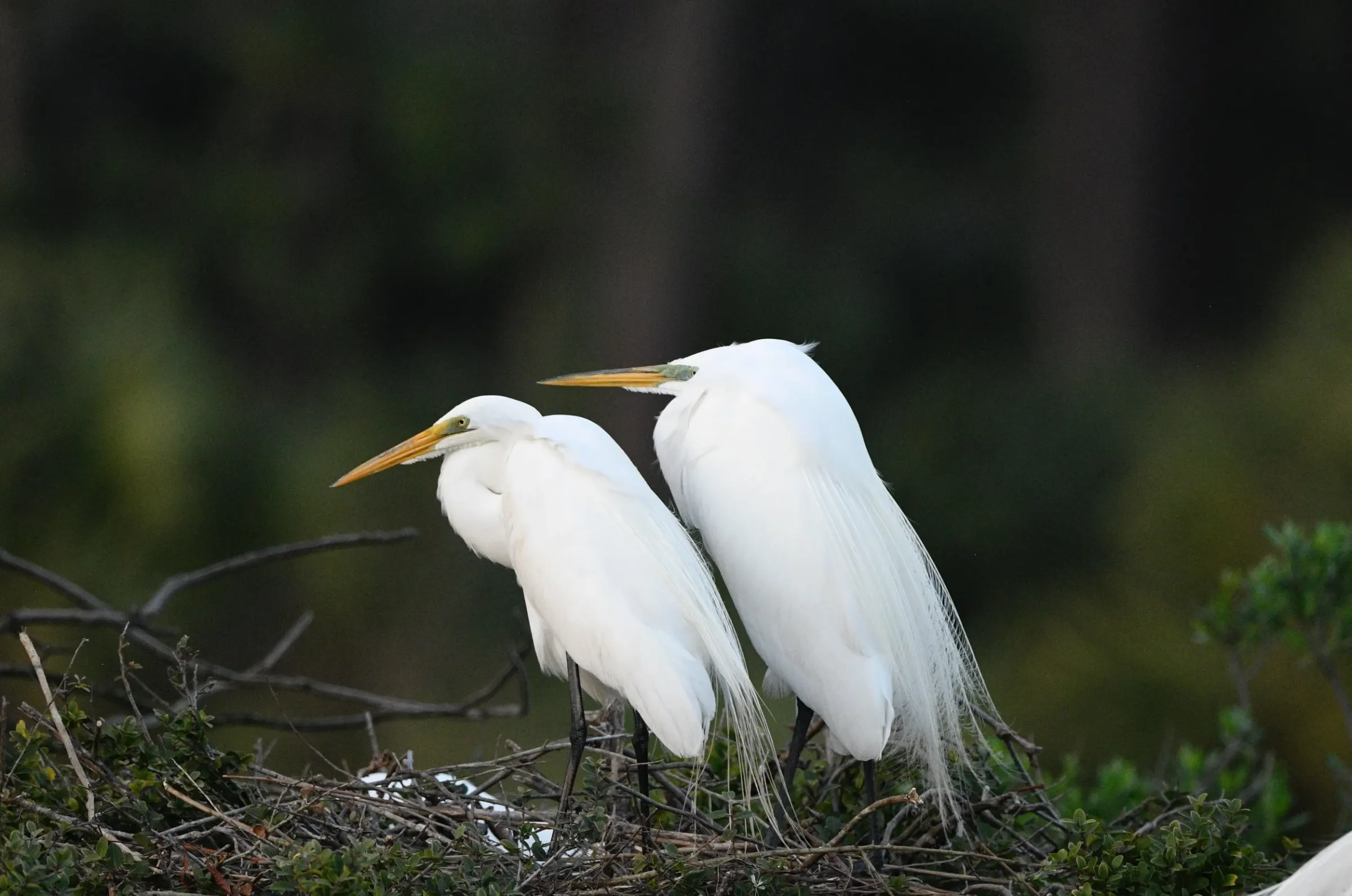 Great Egrets — photograph 5