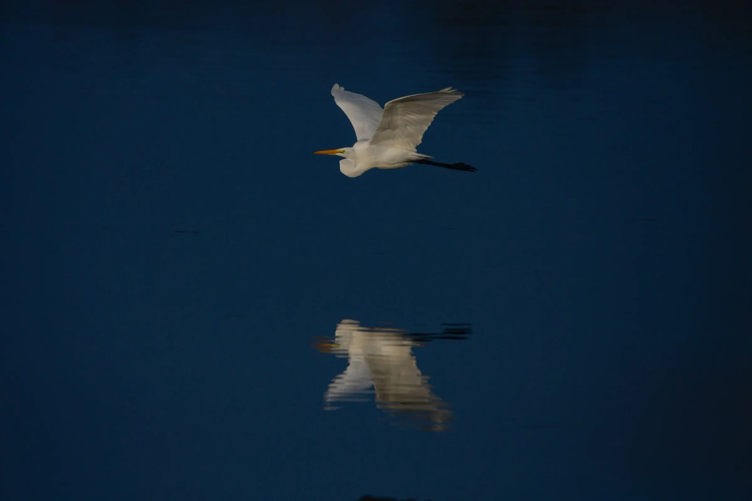 Great Egrets — photograph 24