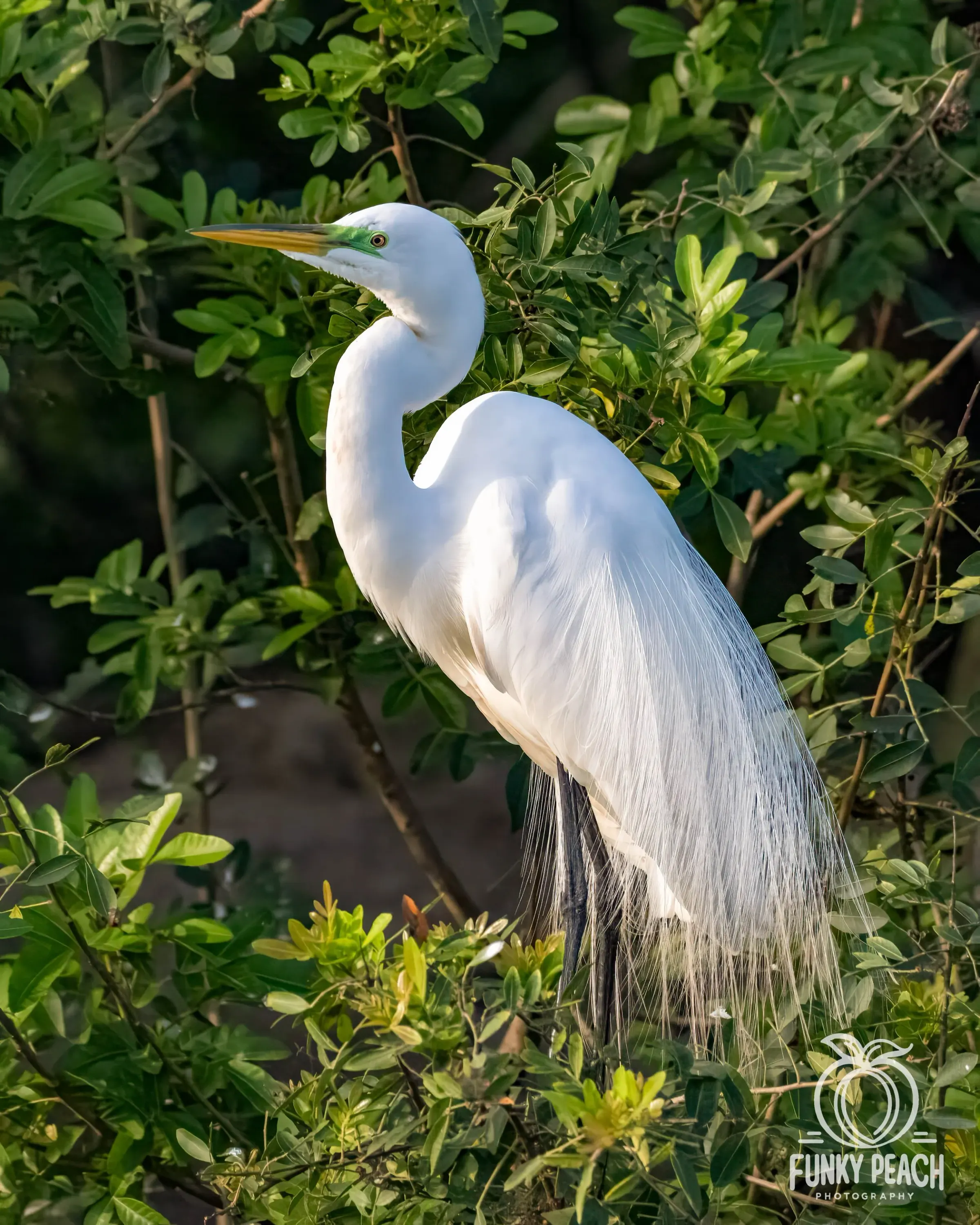 Great Egrets — photograph 51