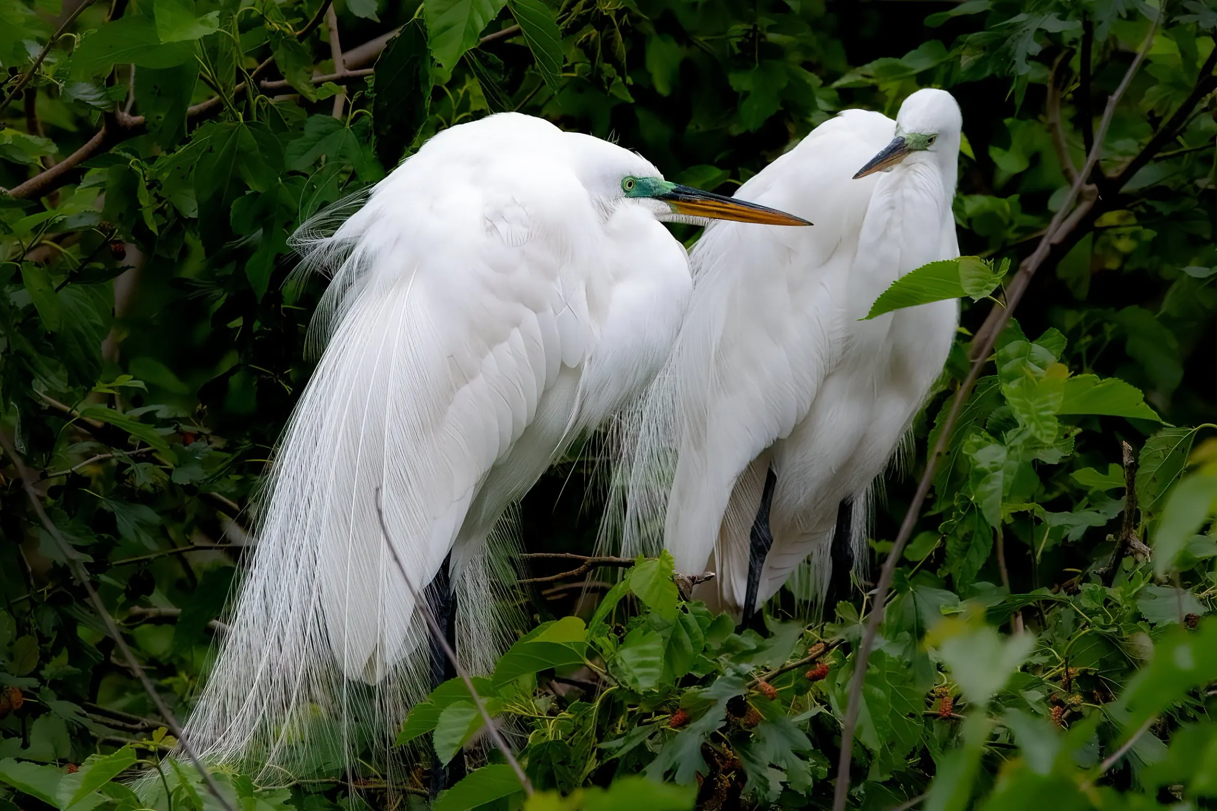 Great Egrets — photograph 15