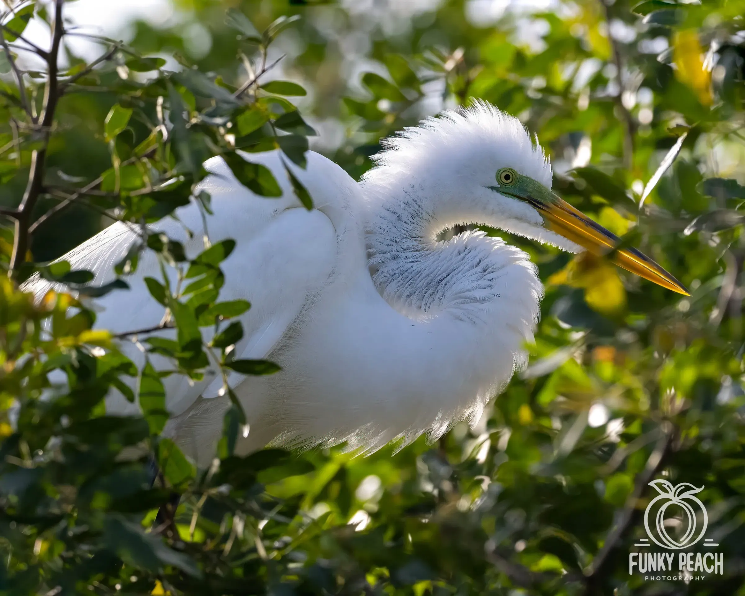 Great Egrets — photograph 62
