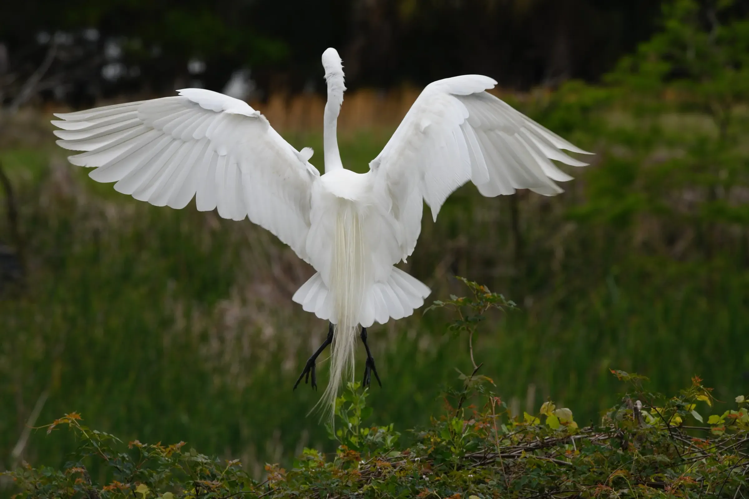 Great Egrets — photograph 21