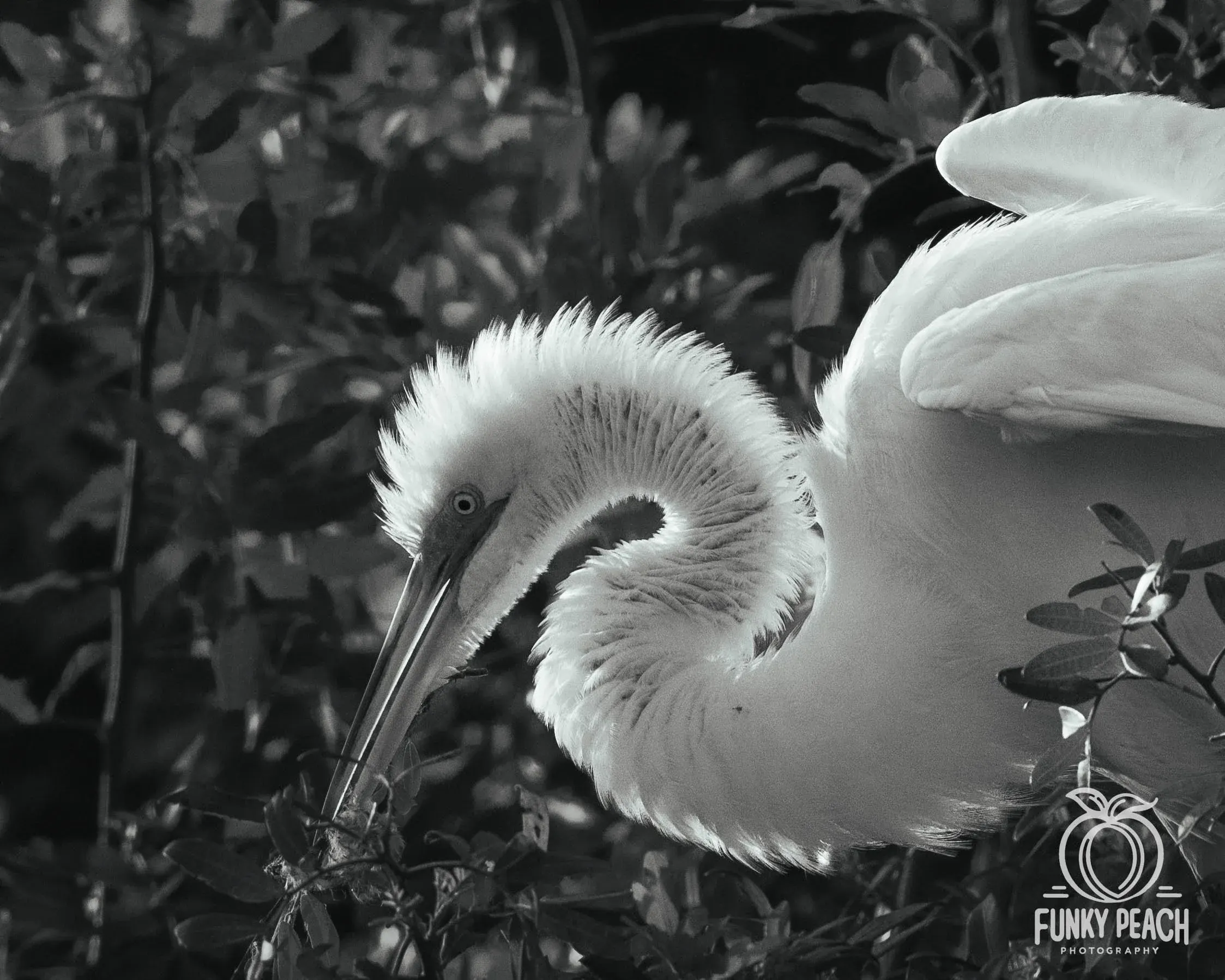 Great Egrets — photograph 38