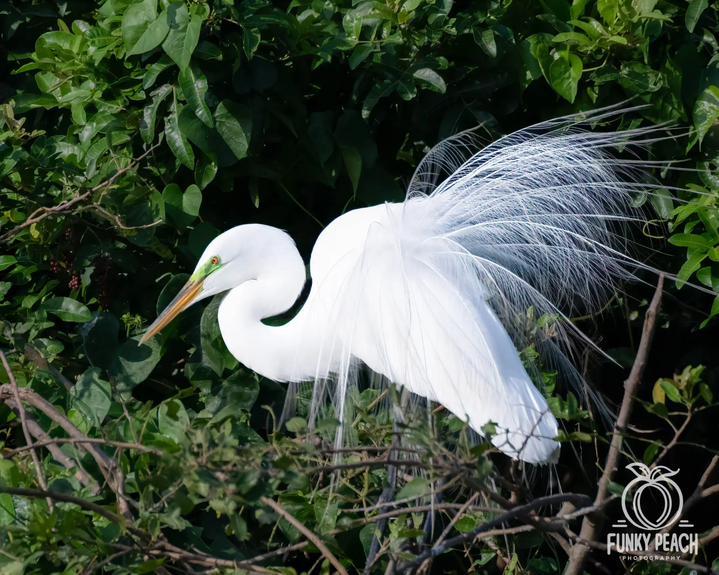 Great Egrets — photograph 57