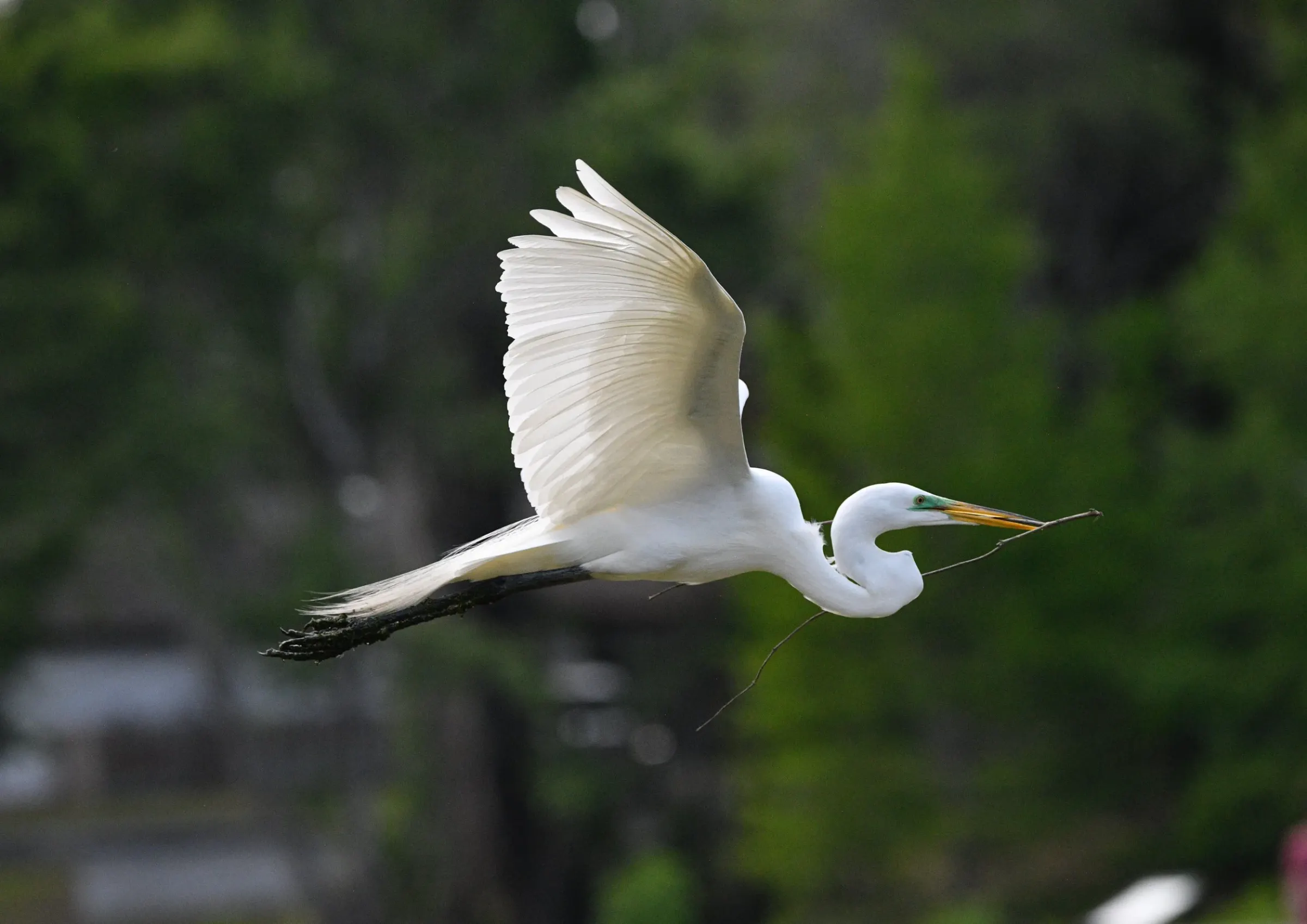 Great Egrets — photograph 8