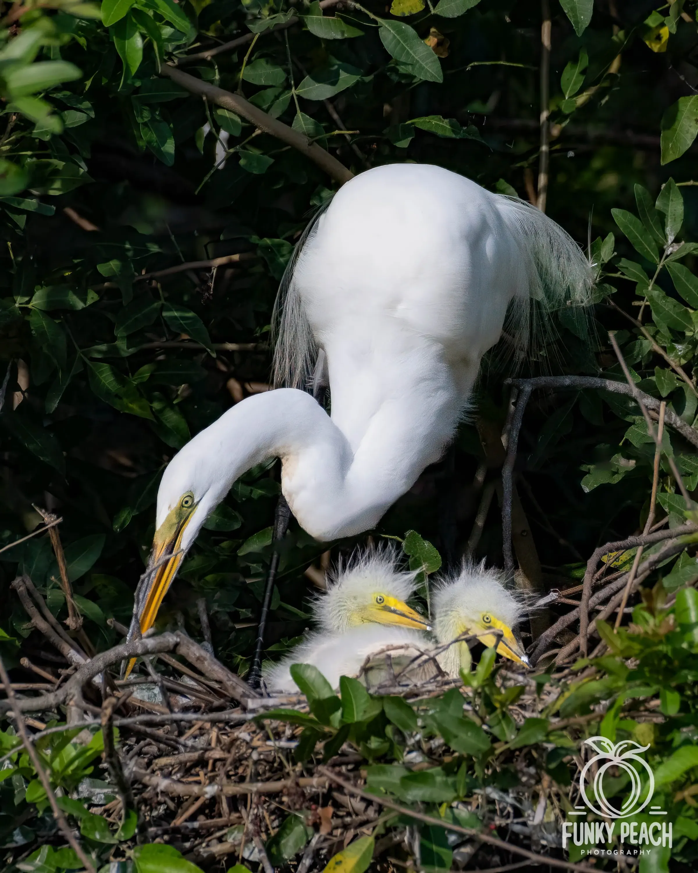 Great Egrets — photograph 59
