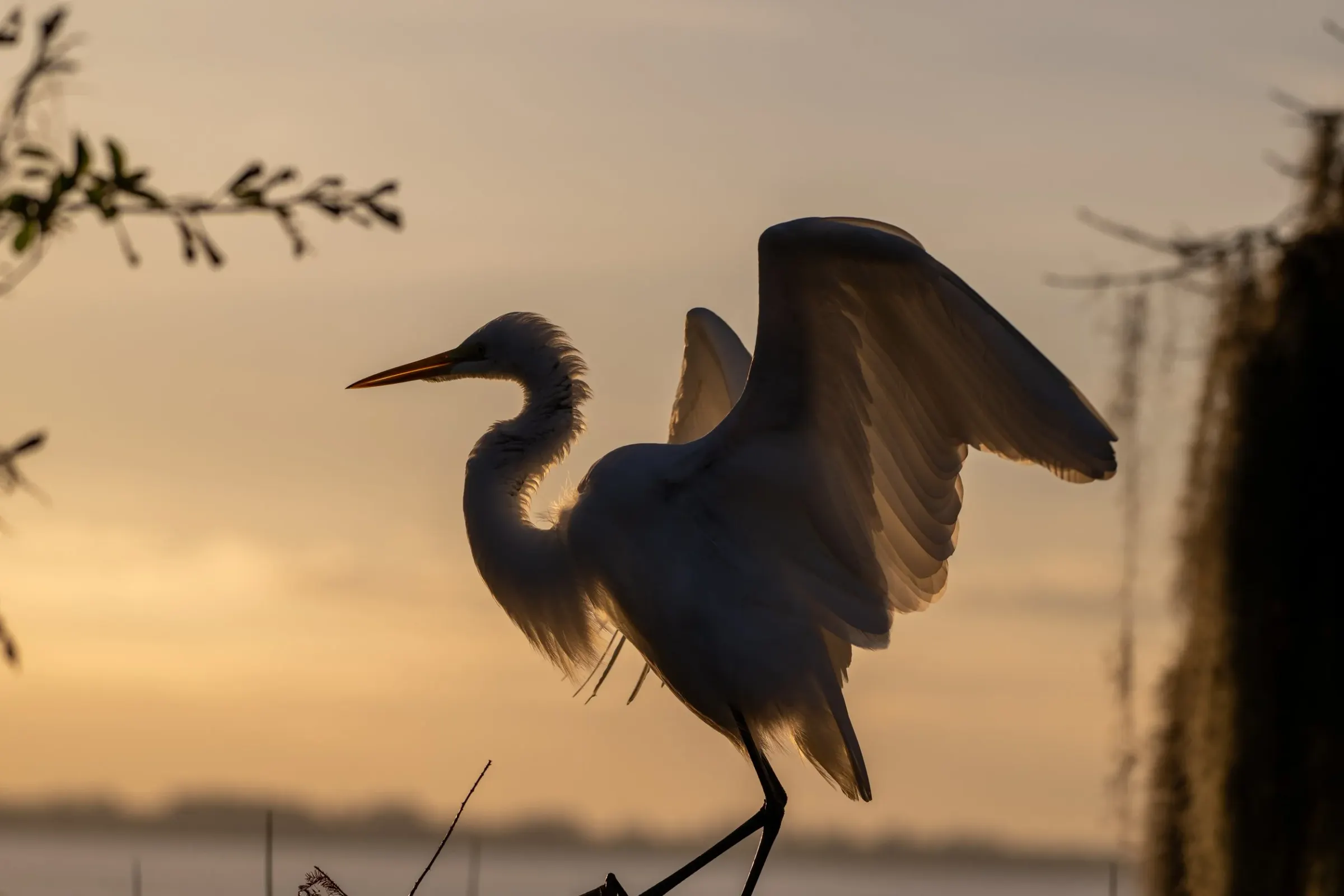 Great Egrets — photograph 28