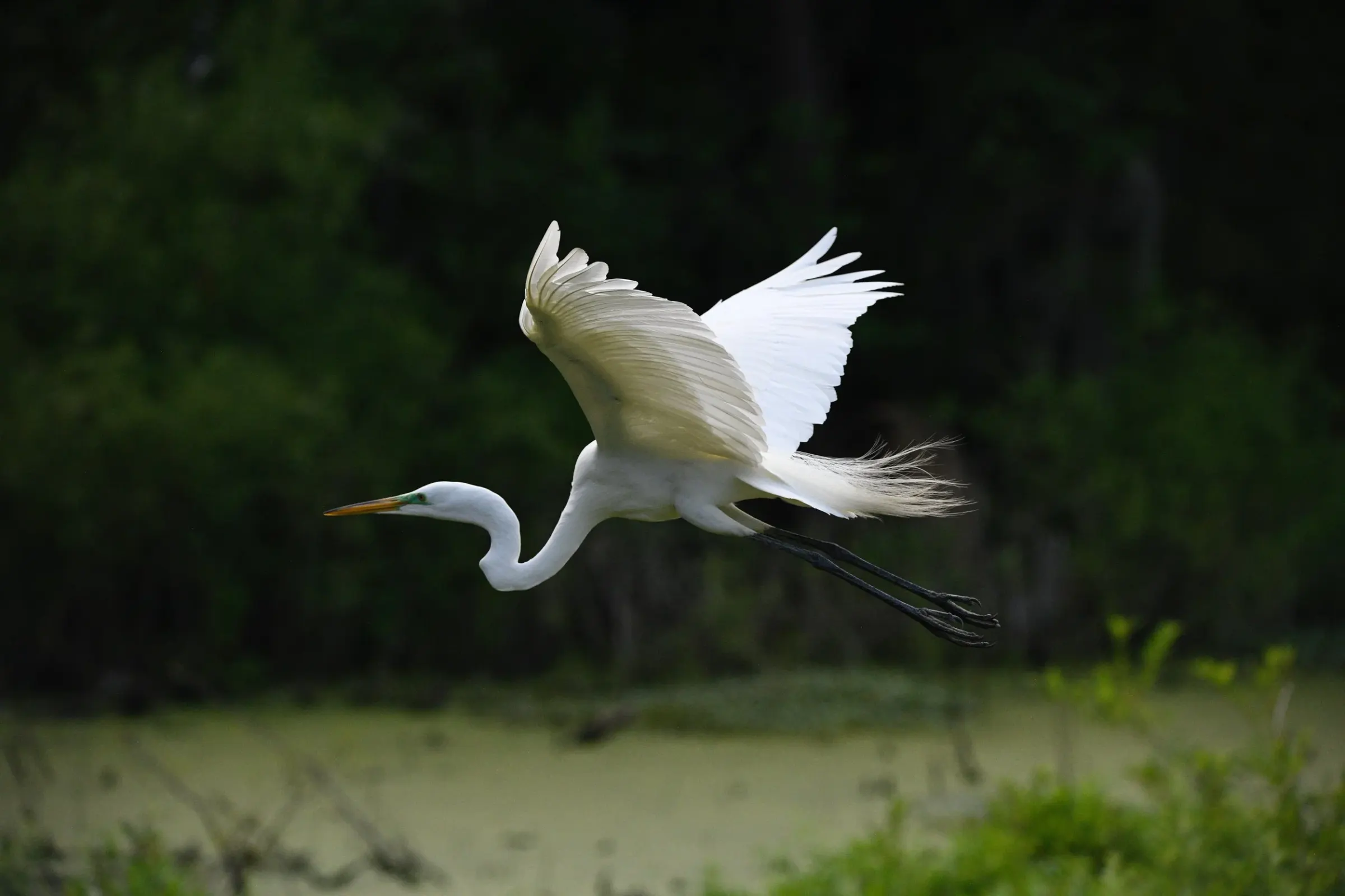 Great Egrets — photograph 6