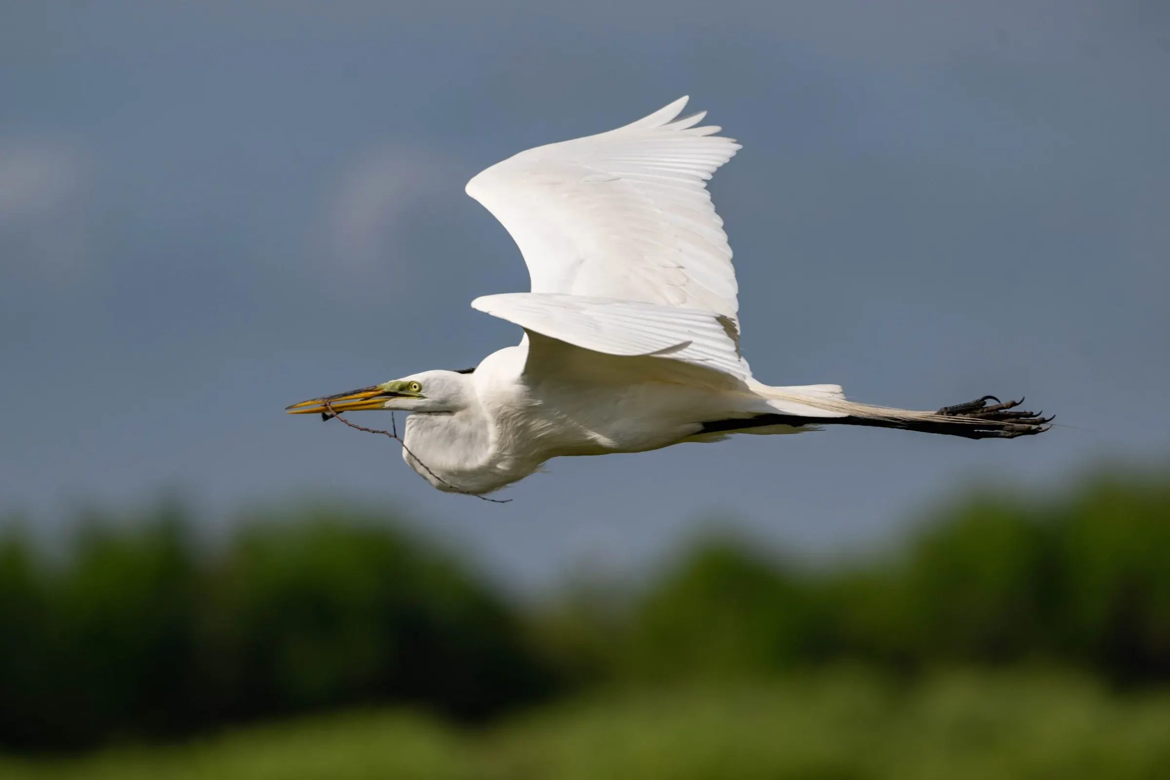 Great Egrets — photograph 30