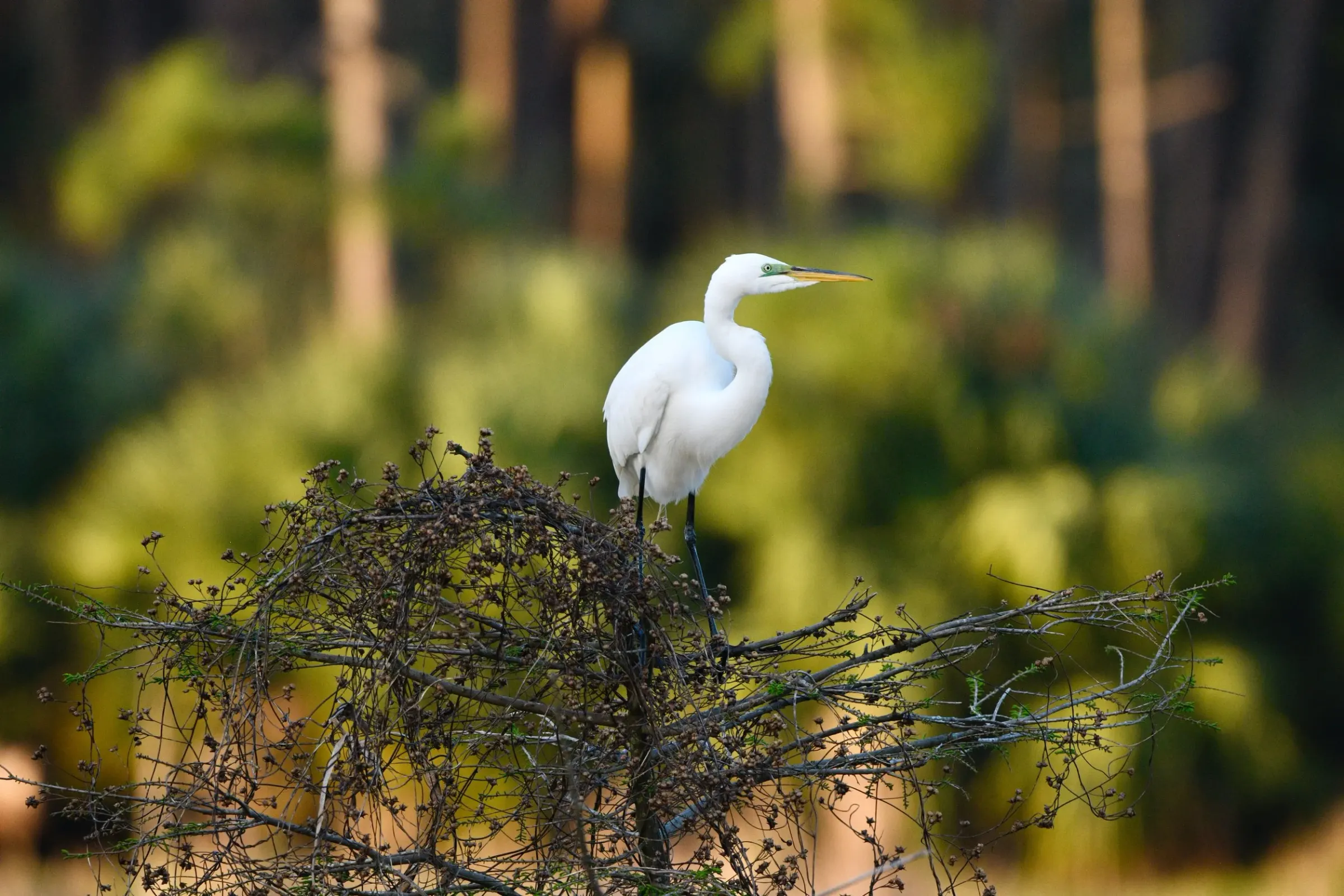 Great Egrets — photograph 2