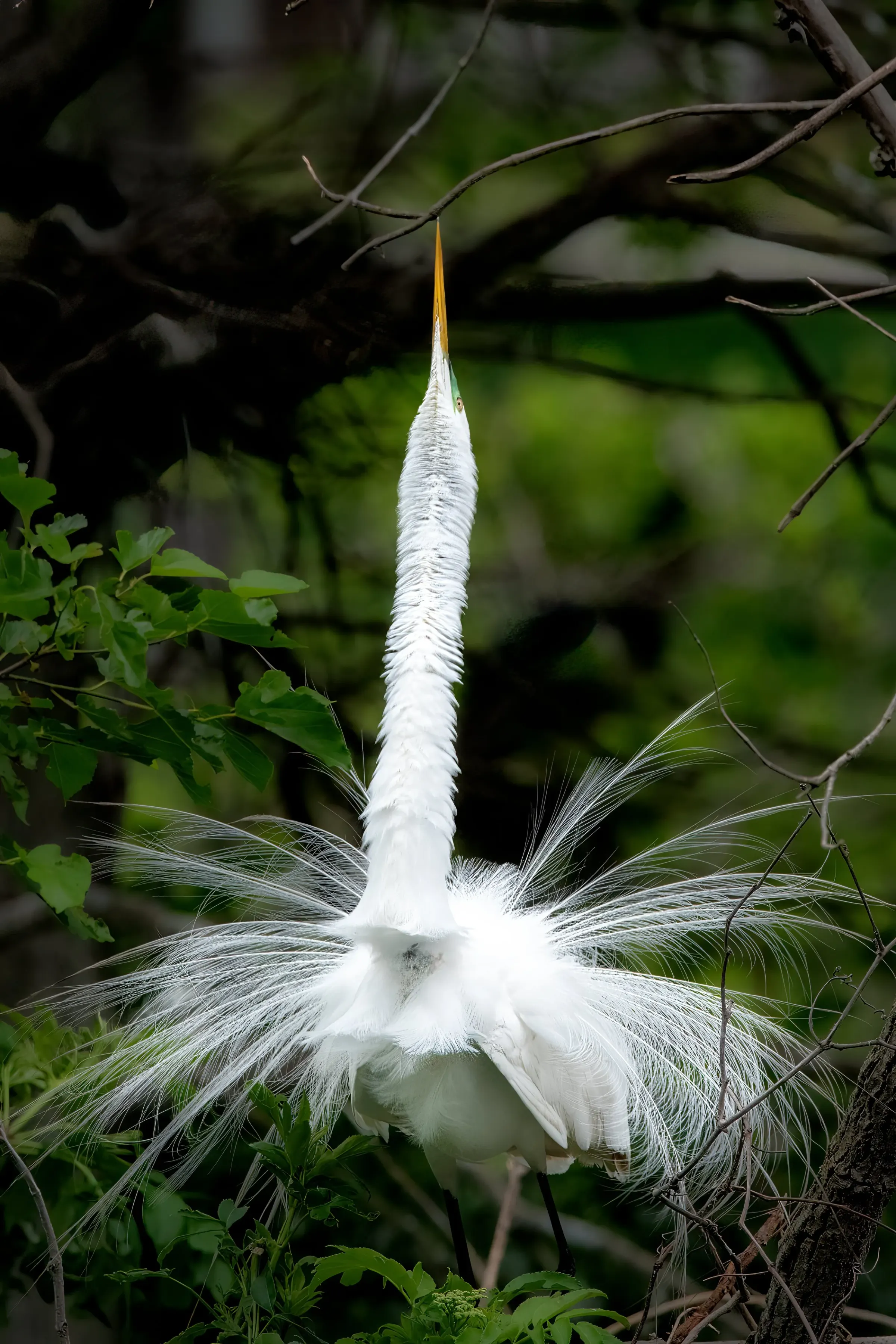 Great Egrets — photograph 20