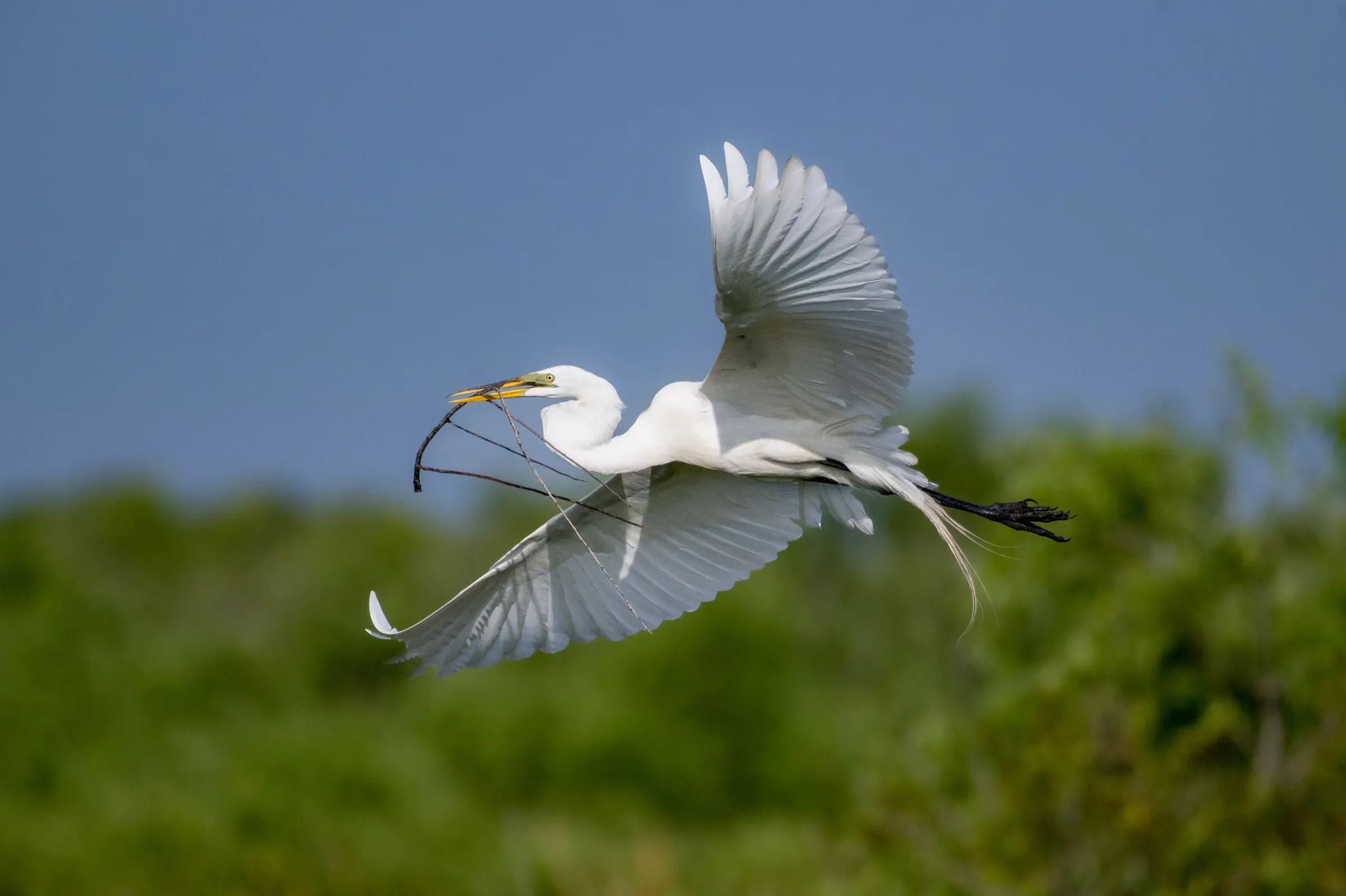 Great Egrets — photograph 31