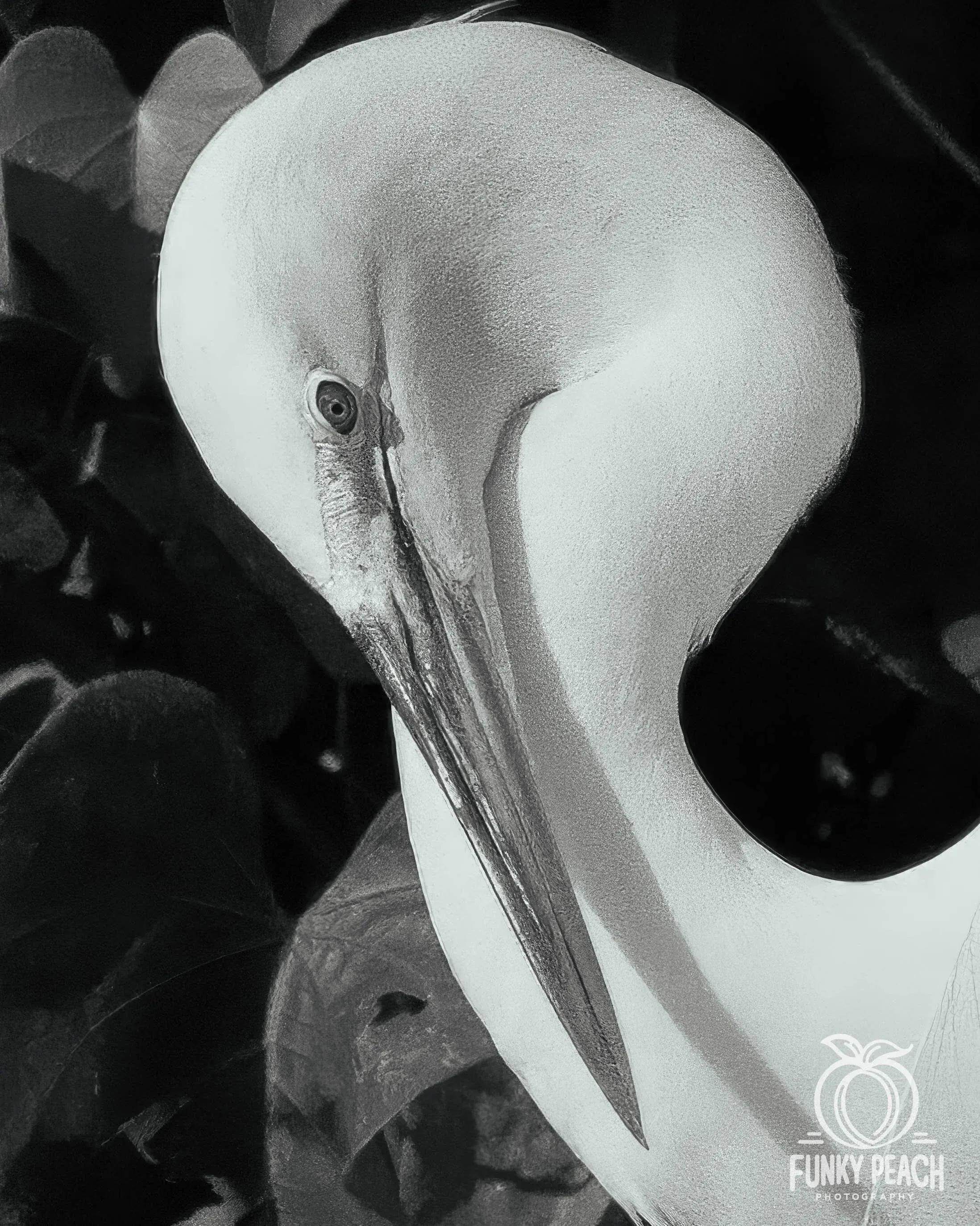 Great Egrets — photograph 58