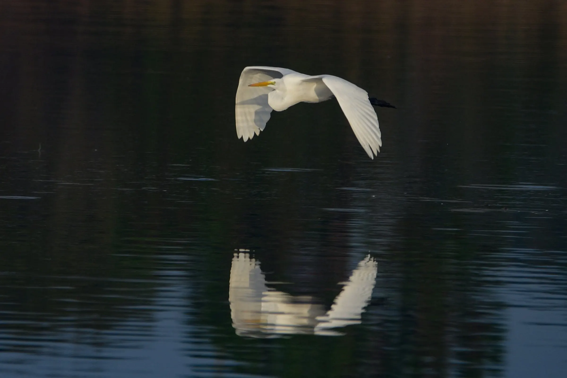 Great Egrets — photograph 23