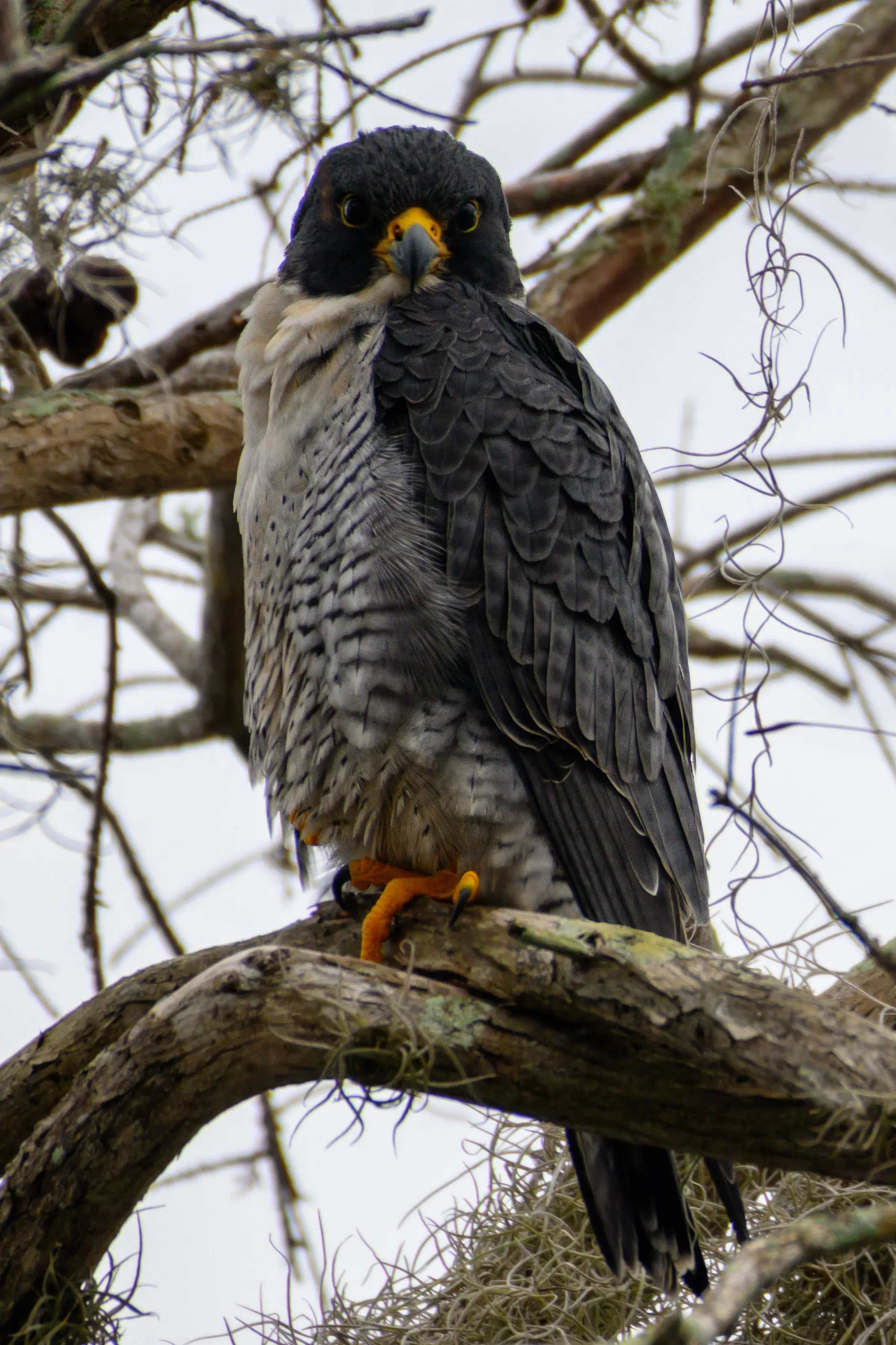 Hawks — photograph 12