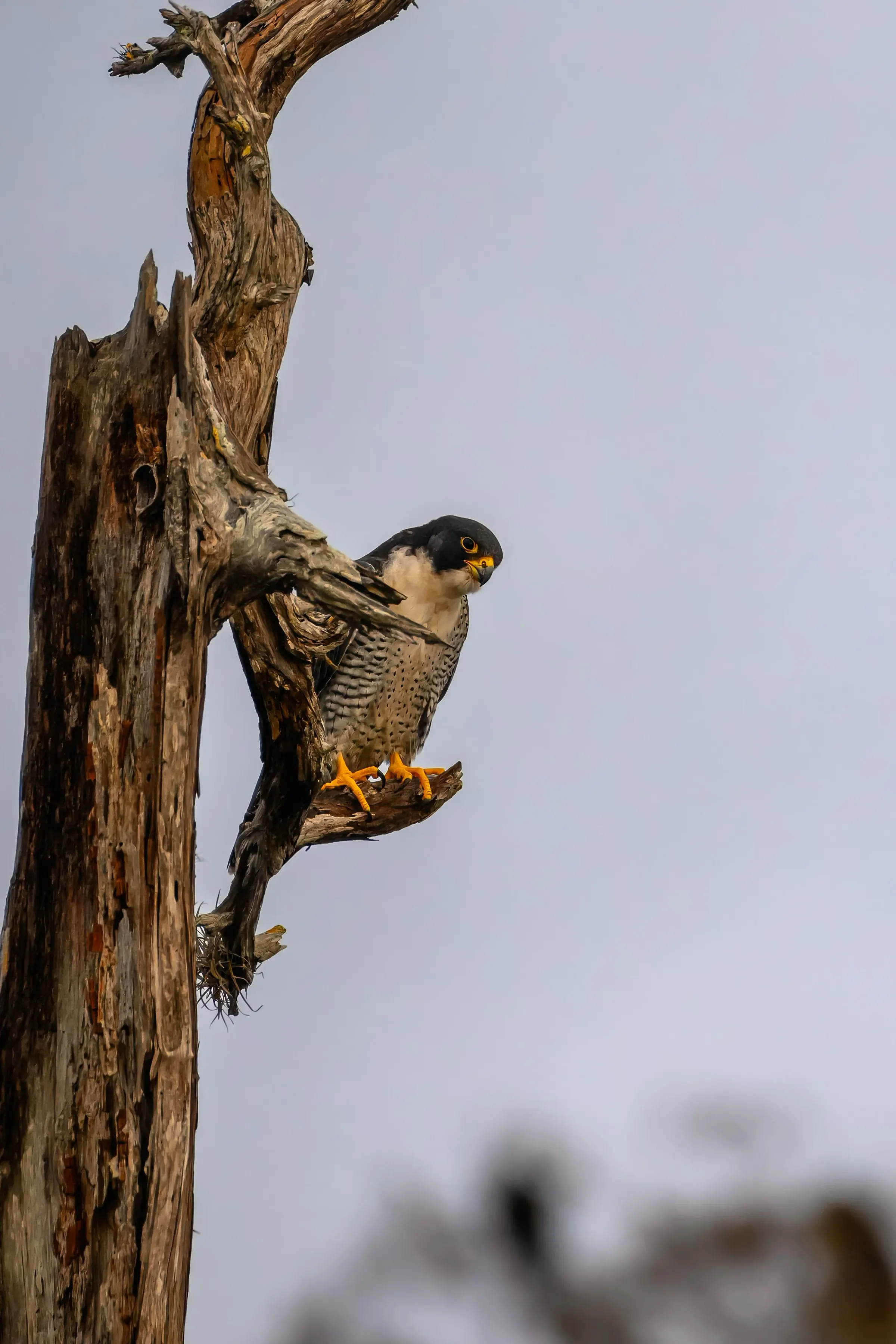 Hawks — photograph 5