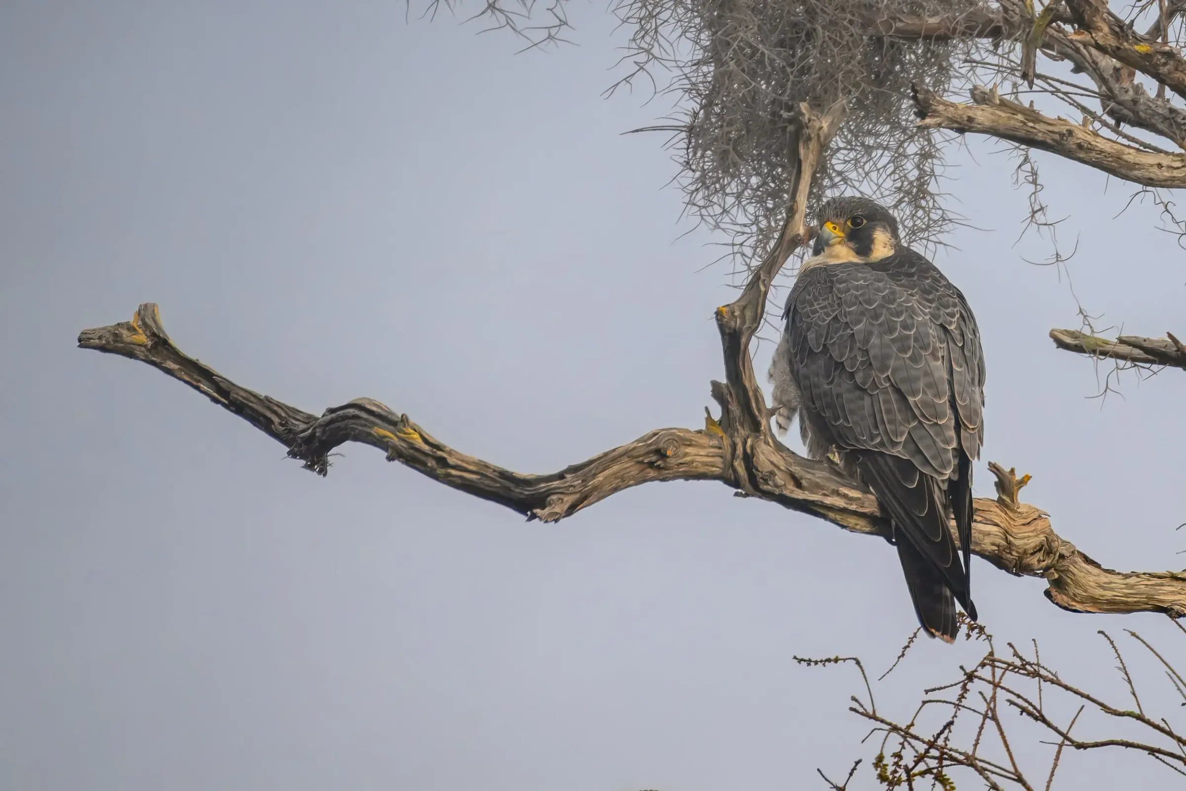 Hawks — photograph 9