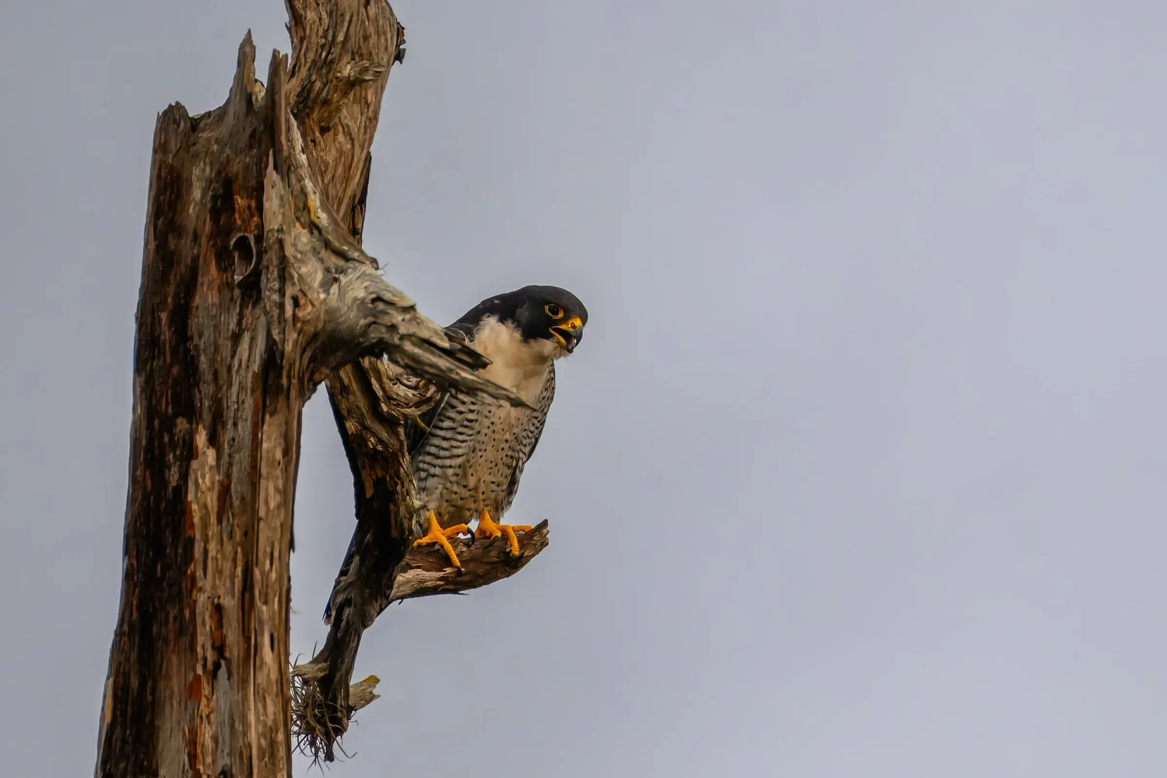 Hawks — photograph 6
