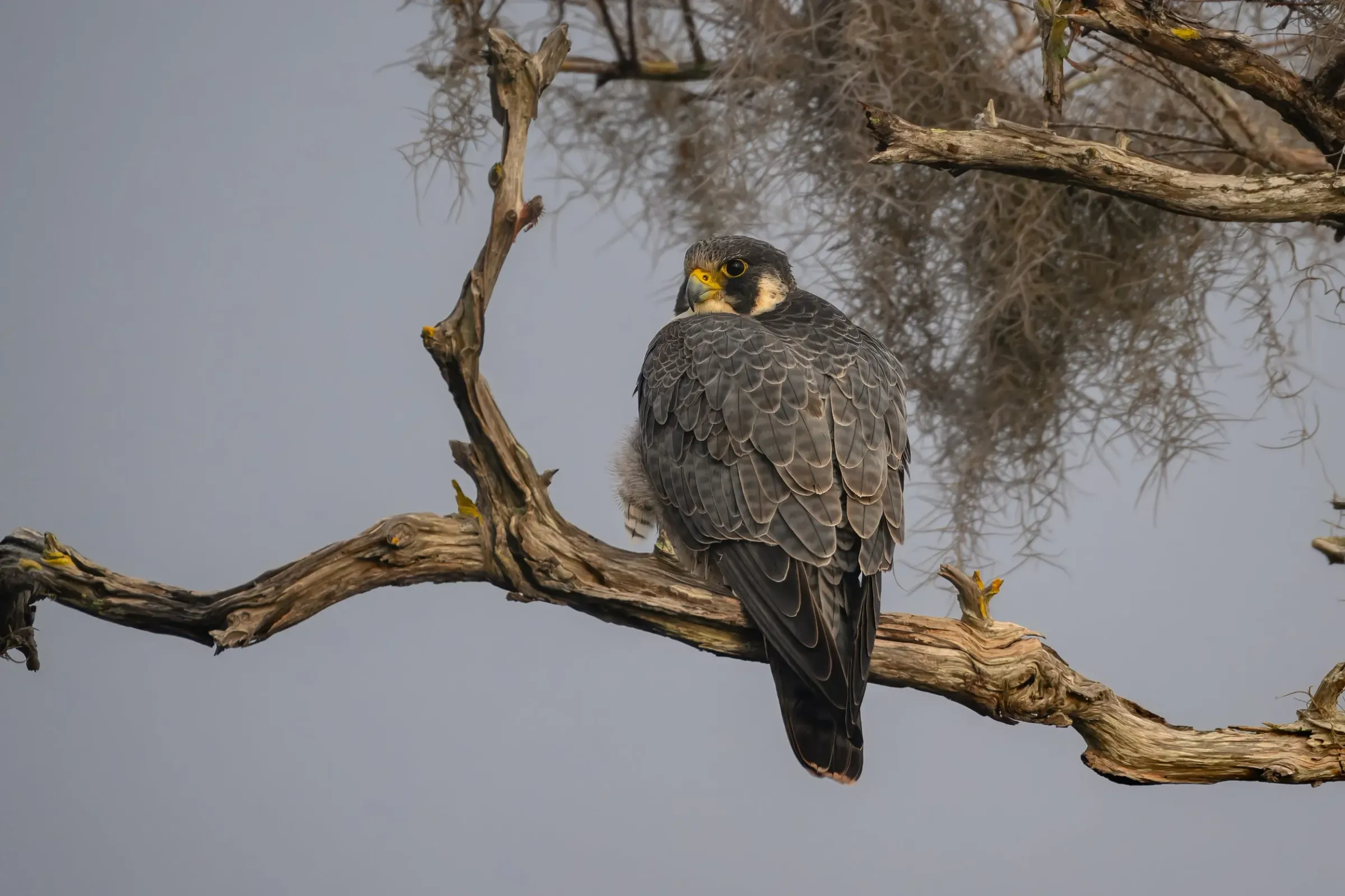 Hawks — photograph 10