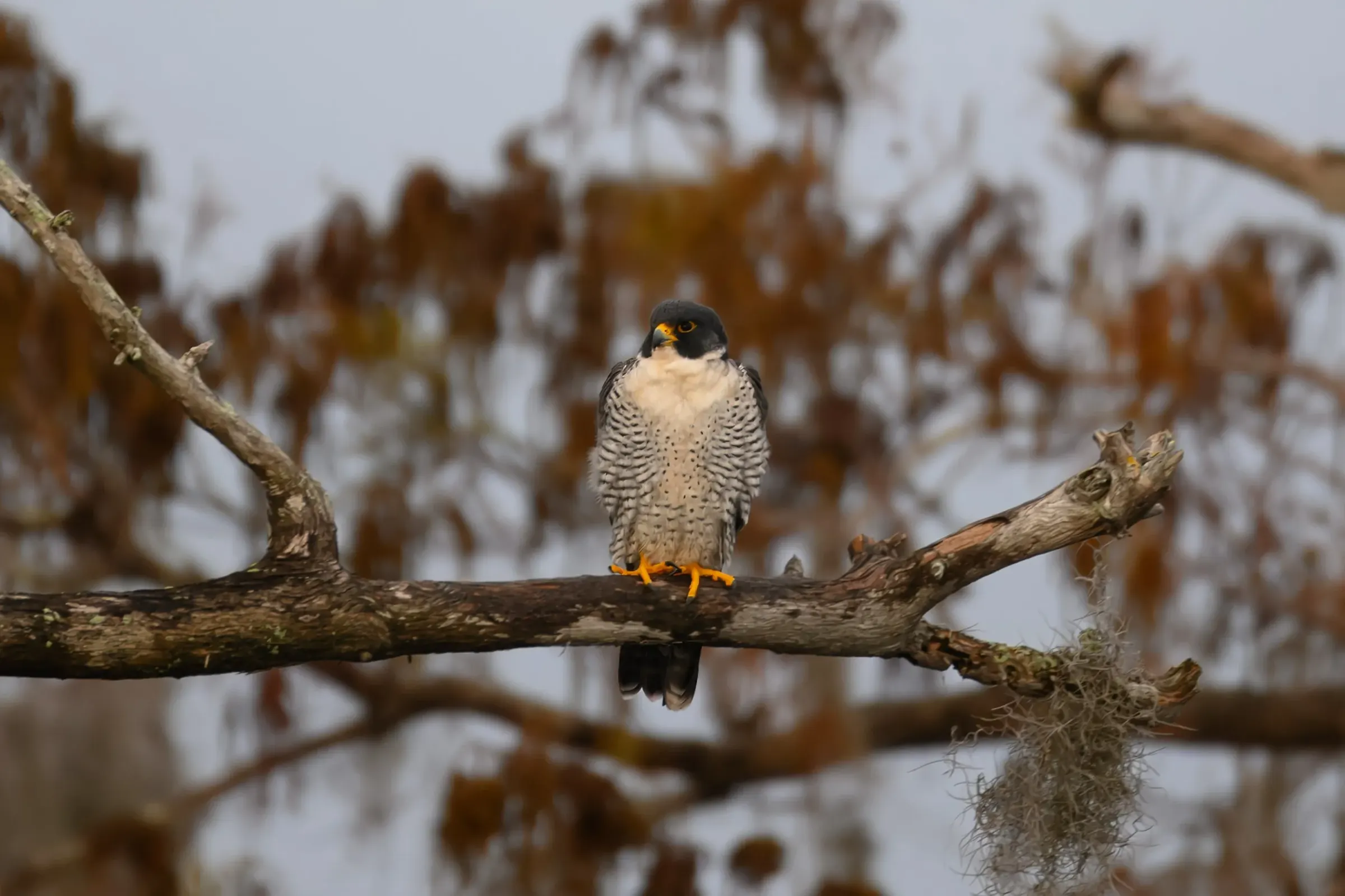Hawks — photograph 4