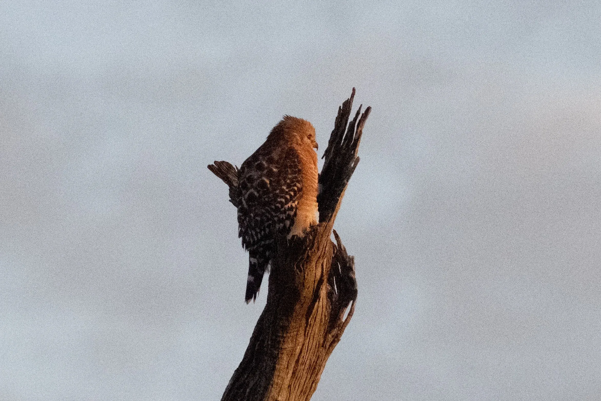 Hawks — photograph 3