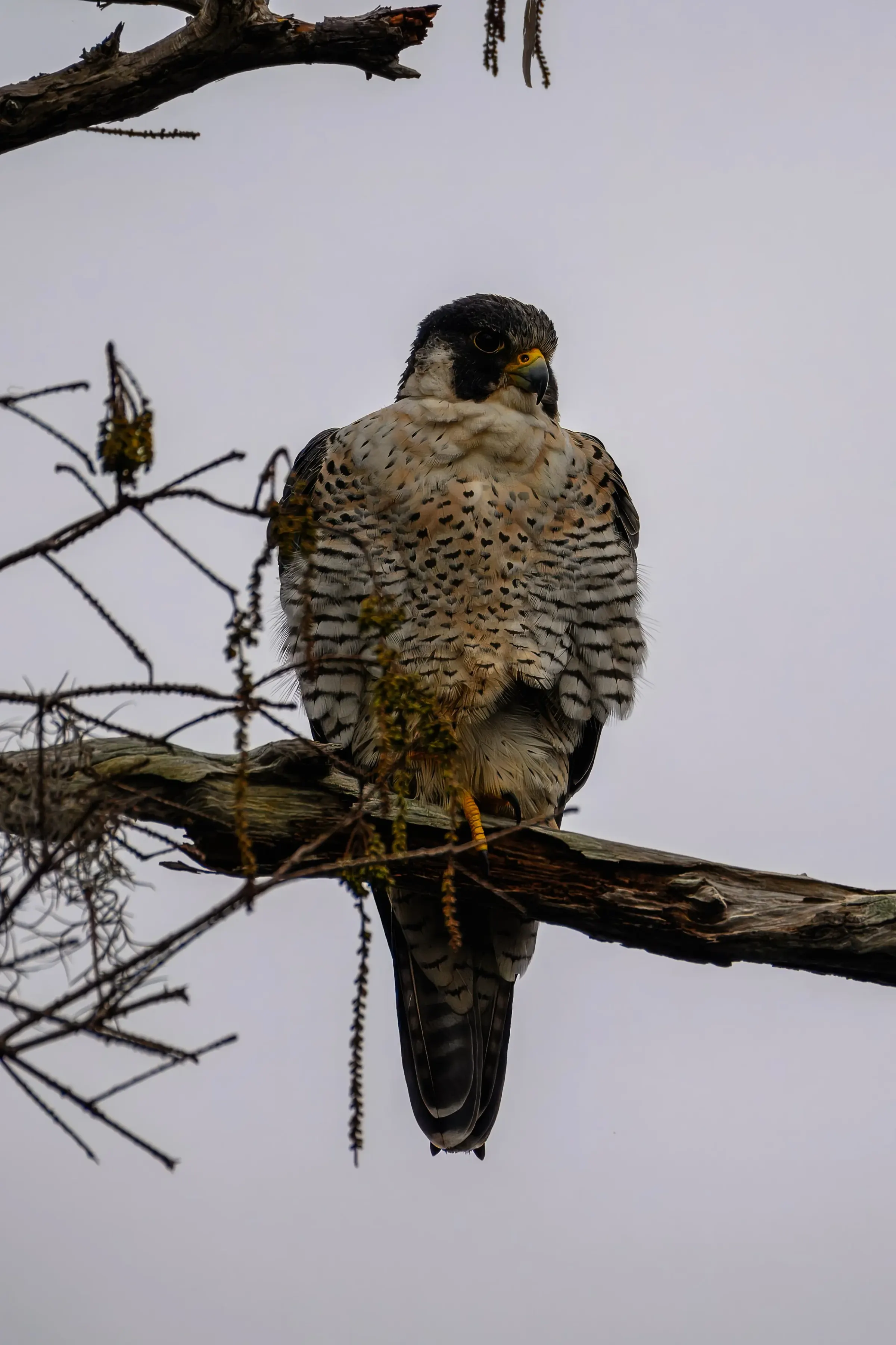 Hawks — photograph 13