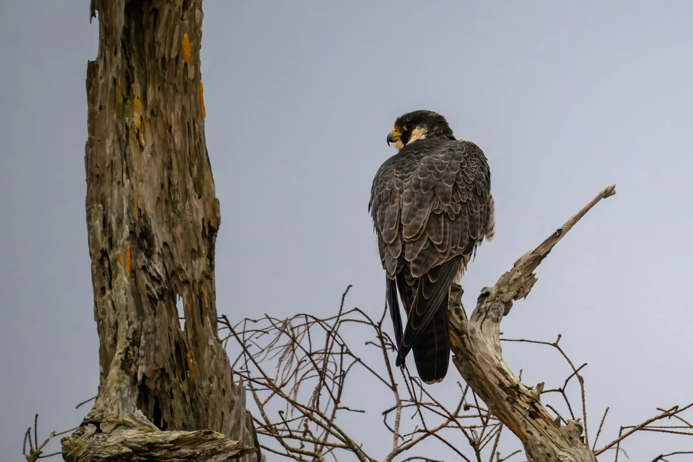 Hawks — photograph 7
