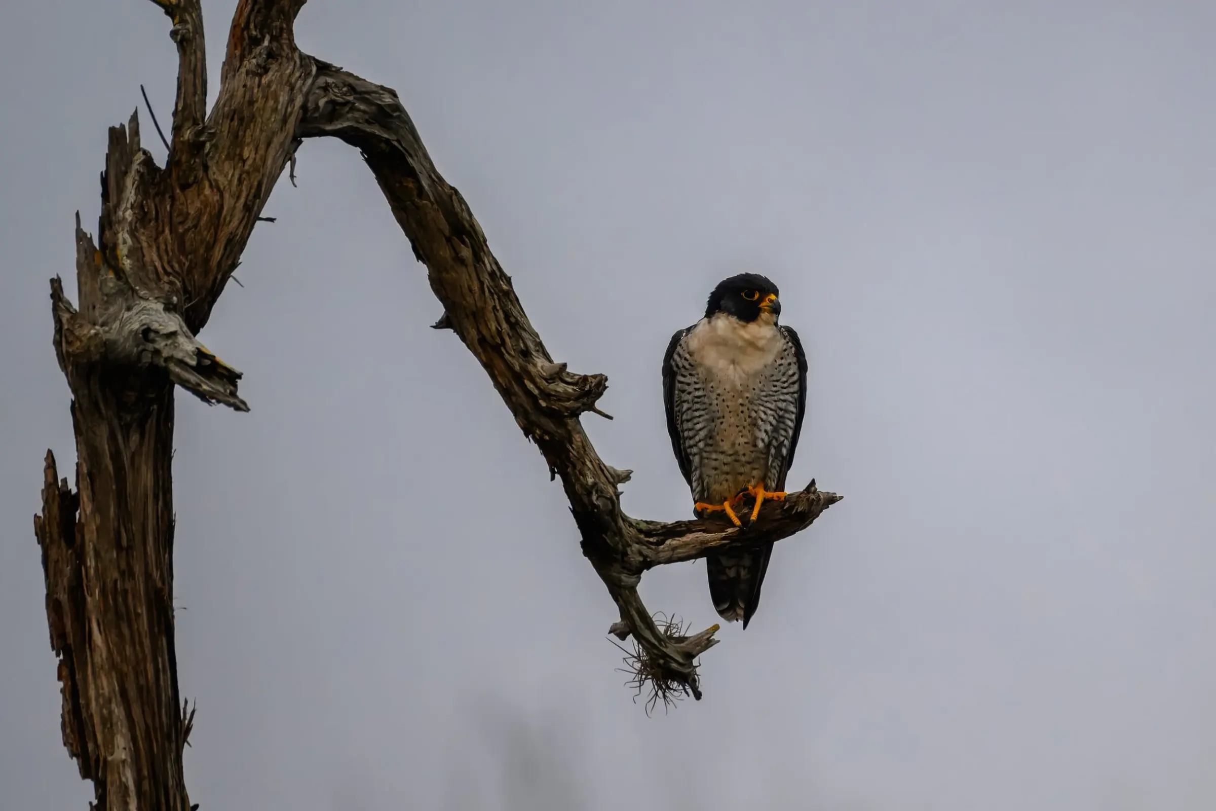 Hawks — photograph 8
