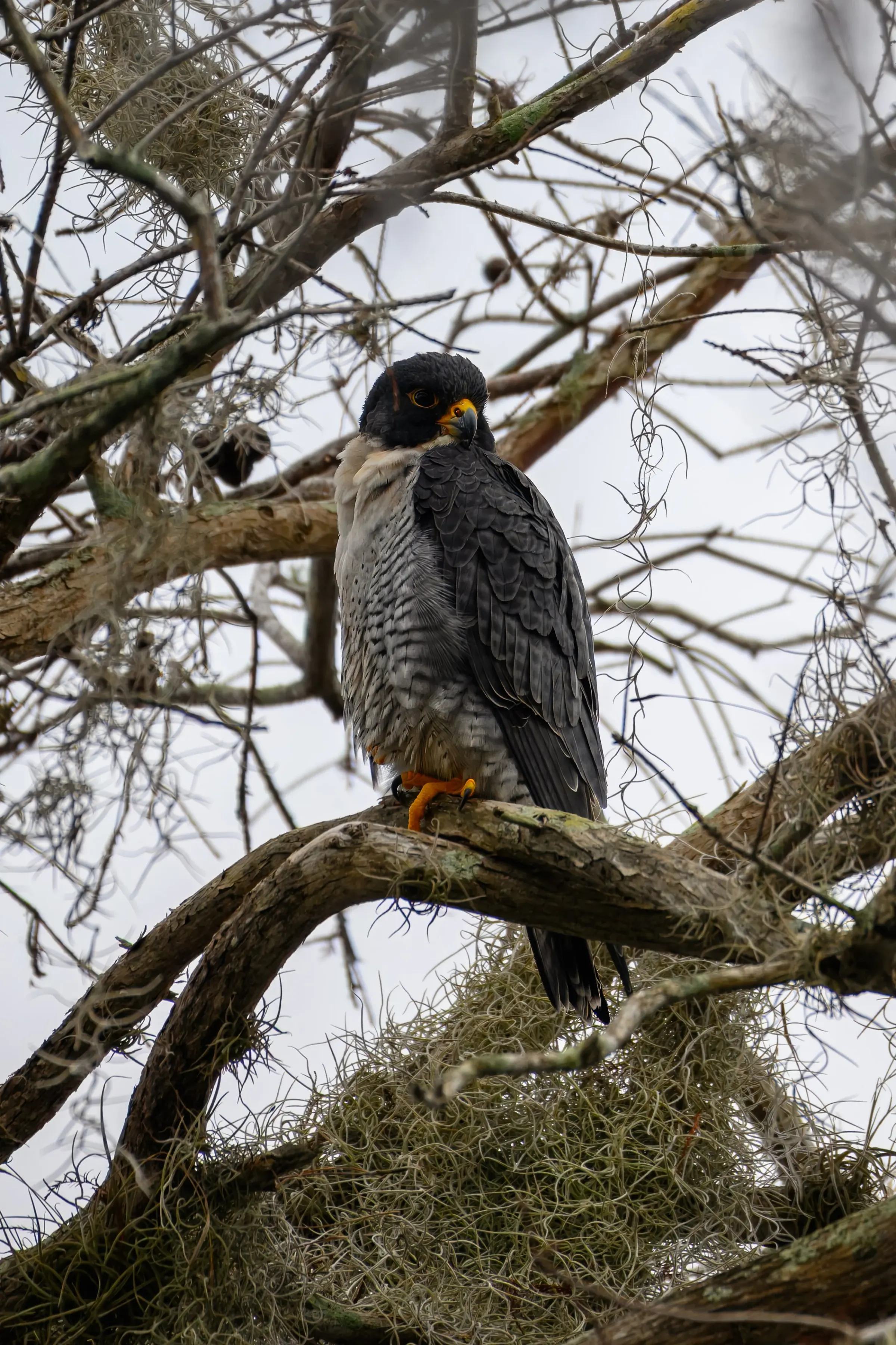 Hawks — photograph 11