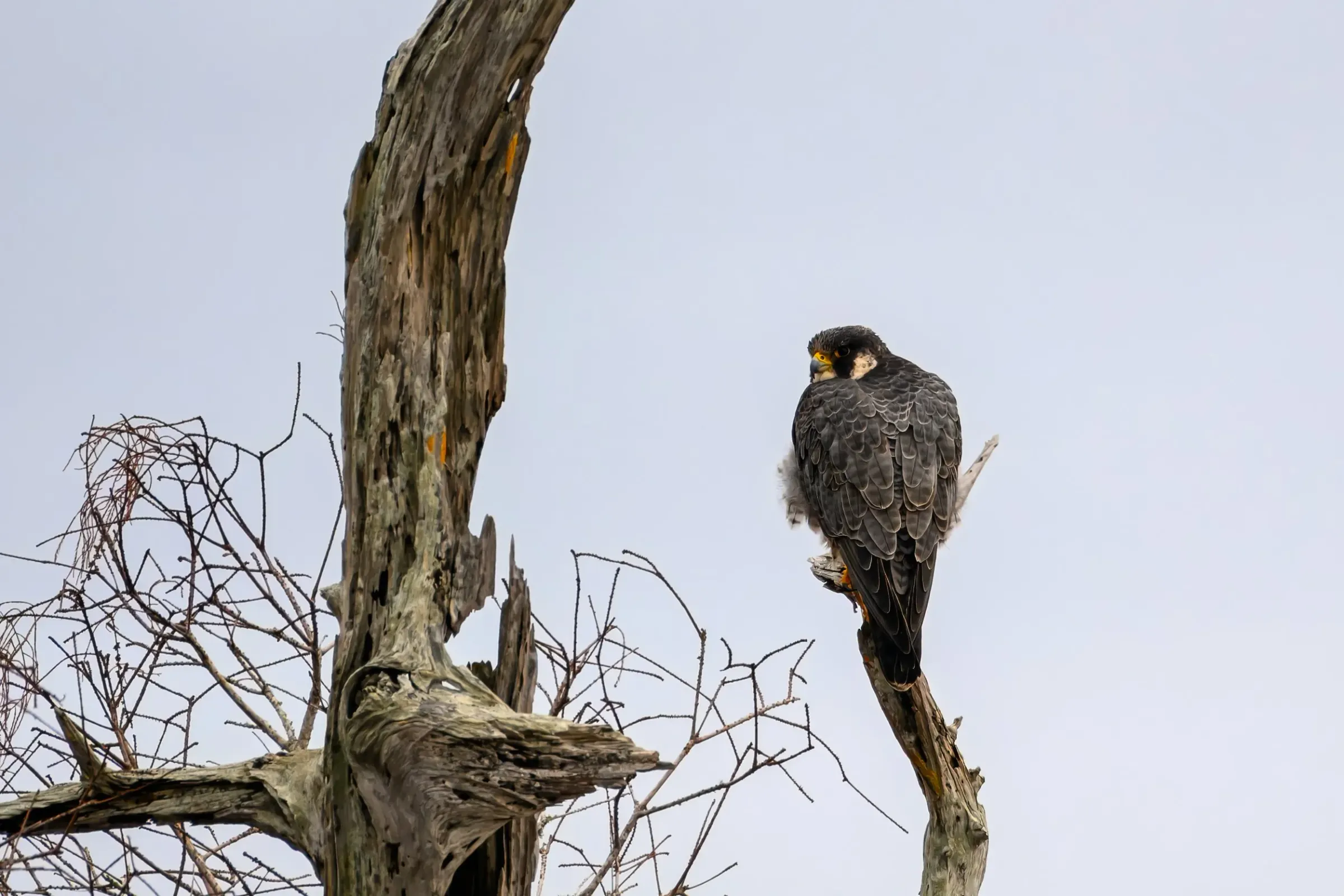 Hawks — photograph 14
