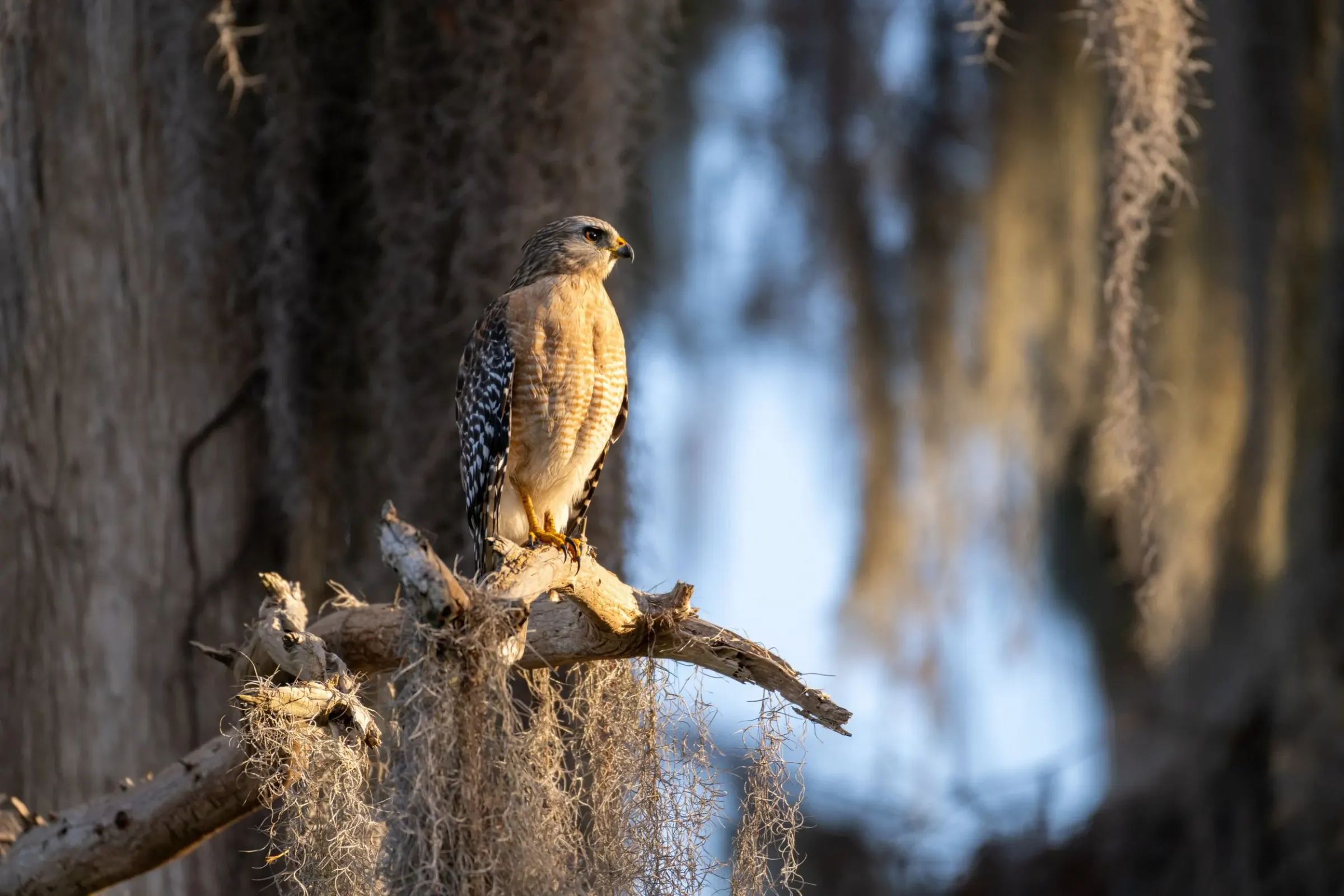 Hawks — photograph 2