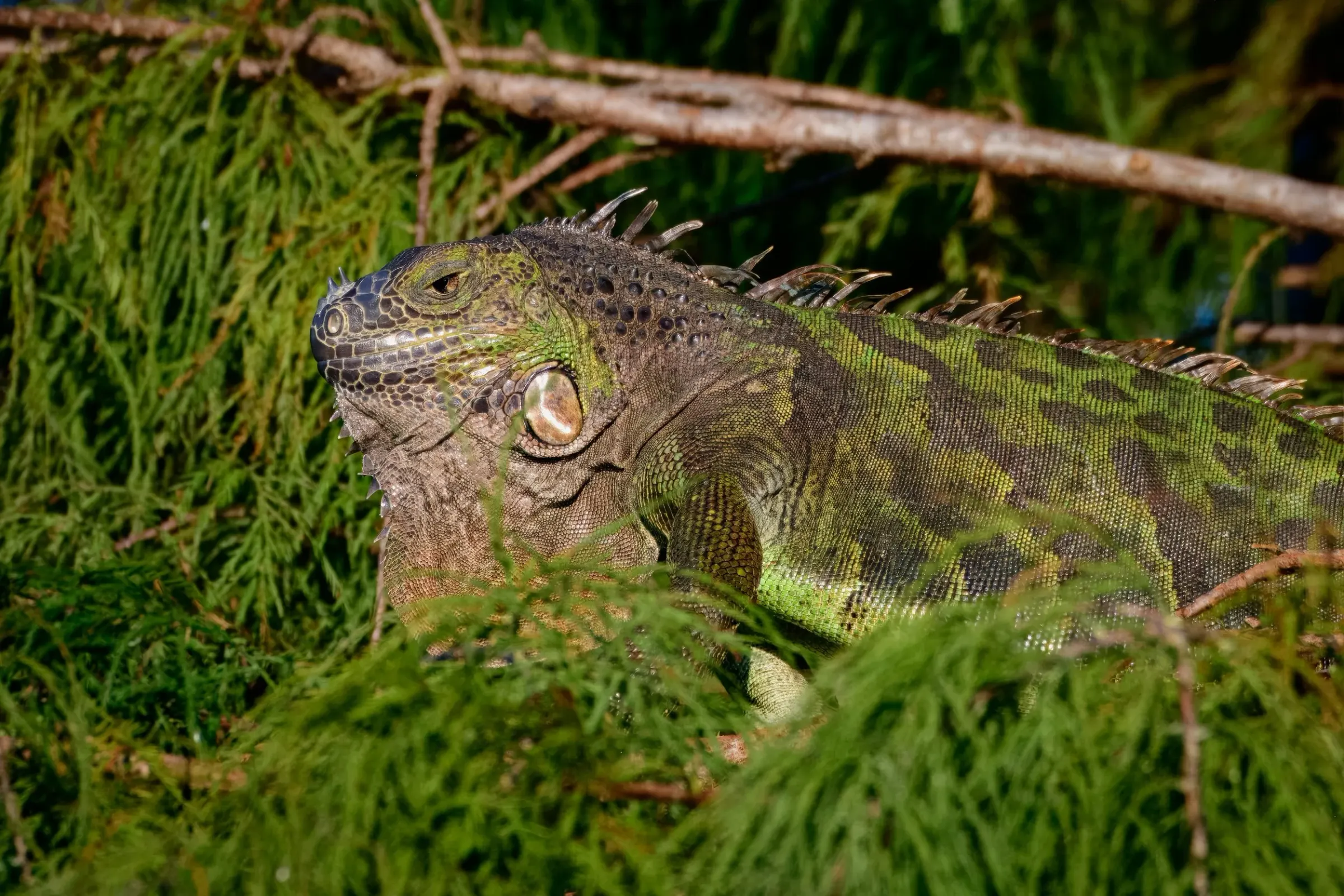 Iguana — photograph 5