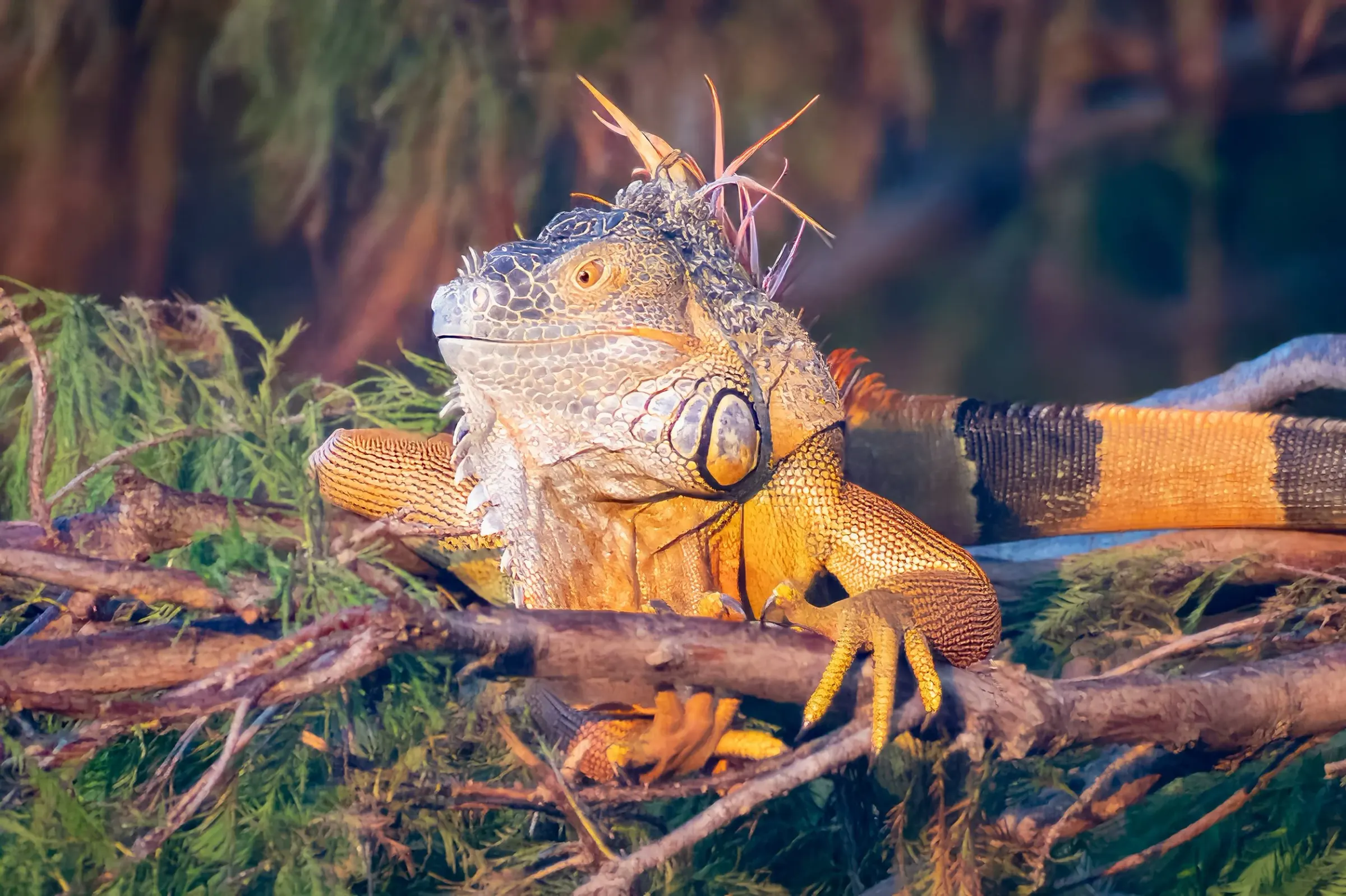 Iguana — photograph 18