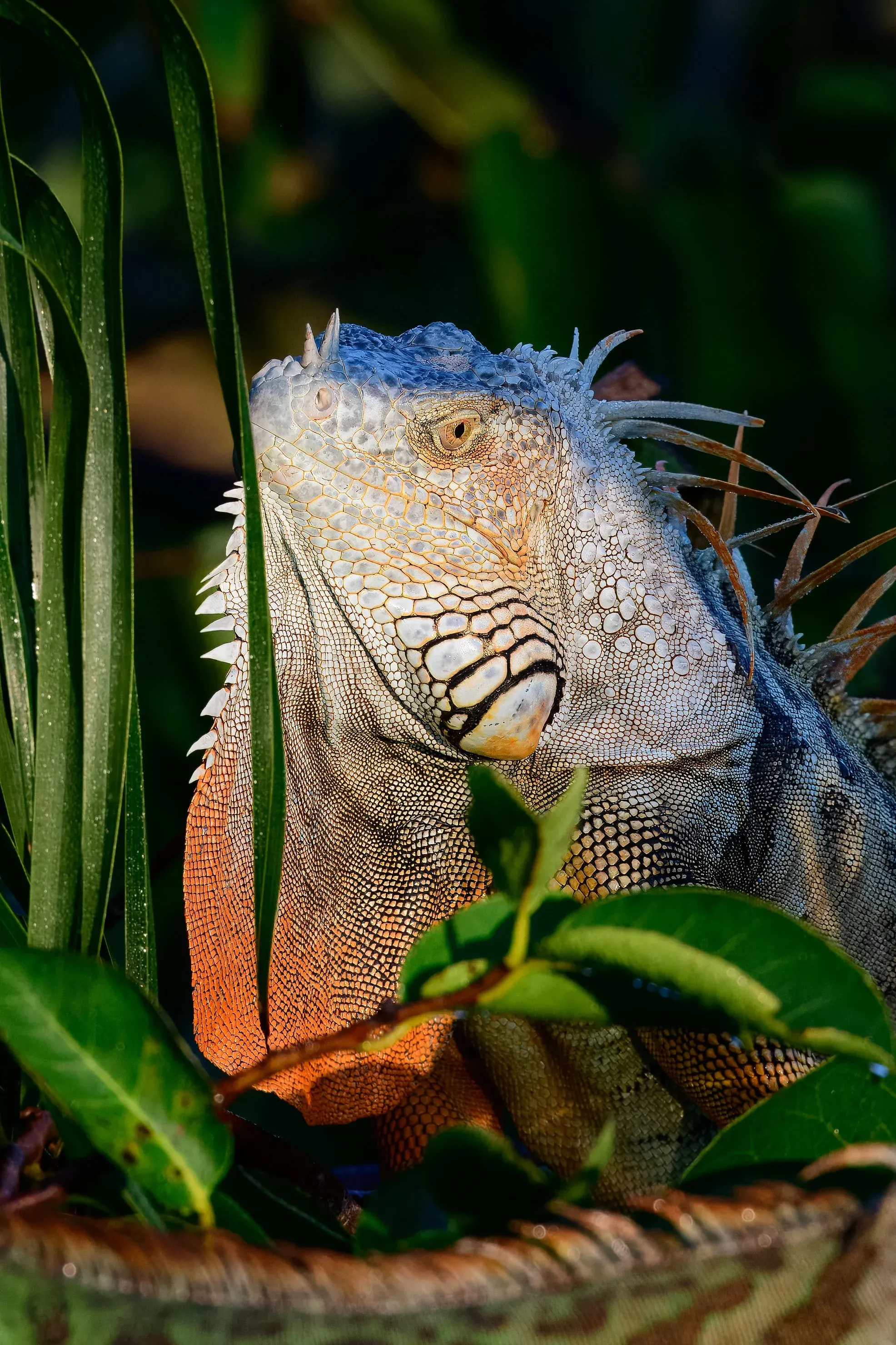 Iguana — album cover