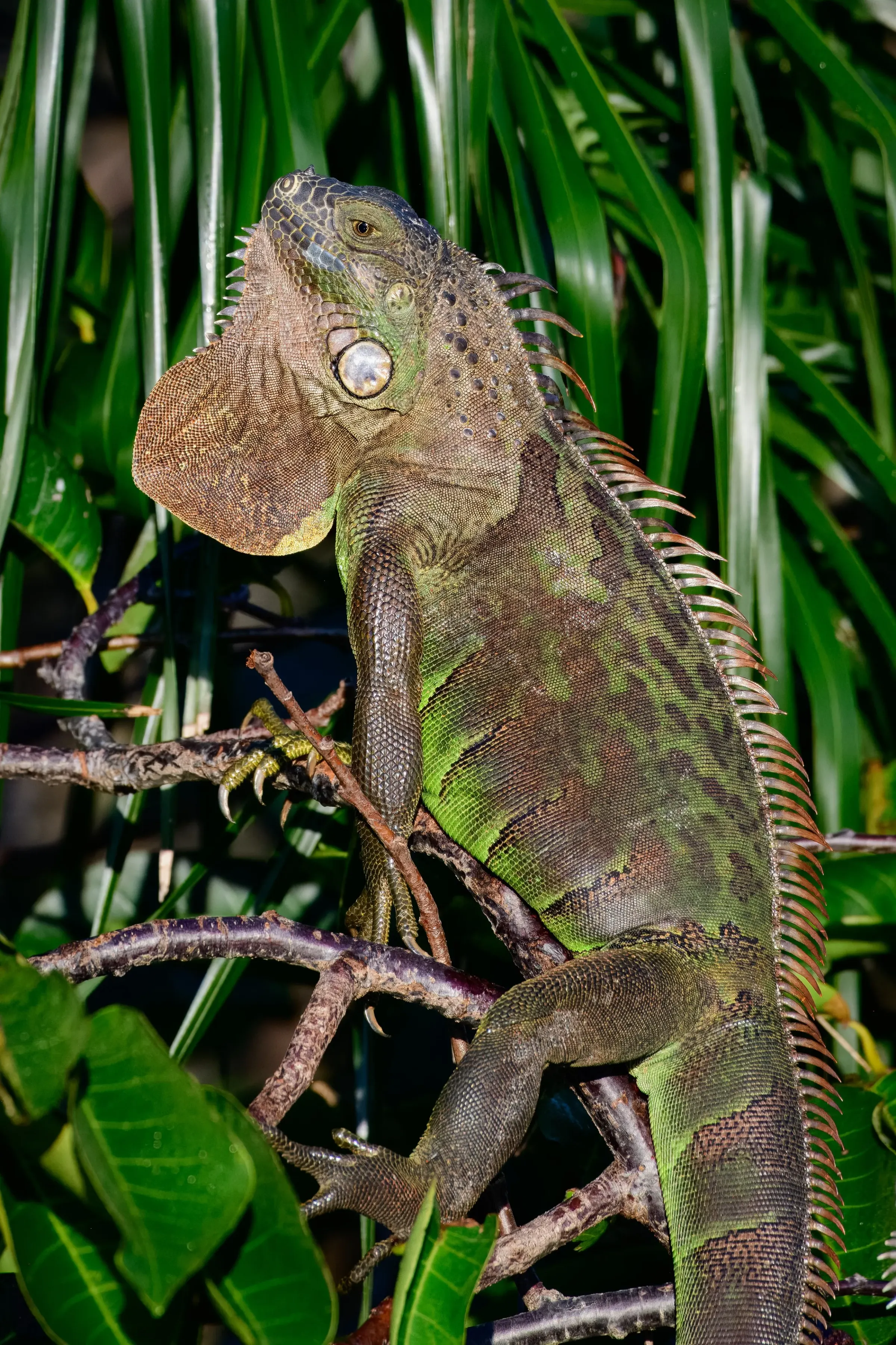 Iguana — photograph 11