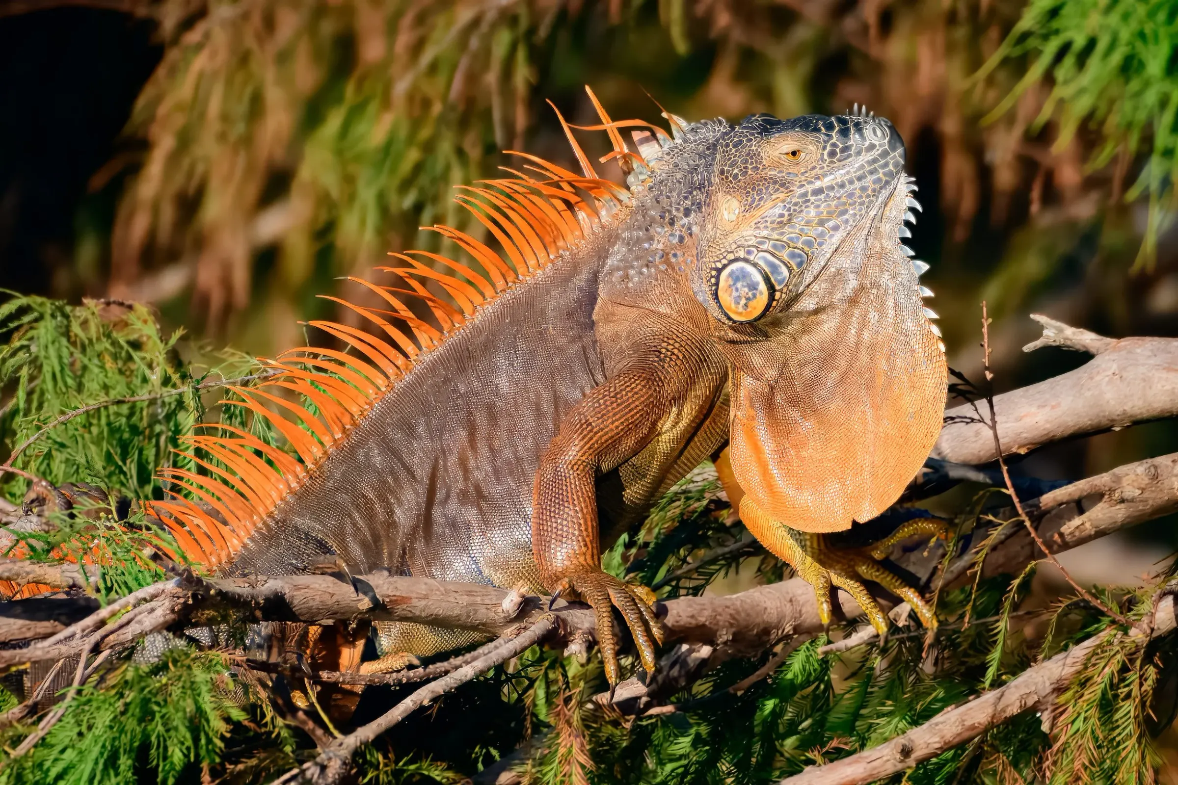Iguana — photograph 2