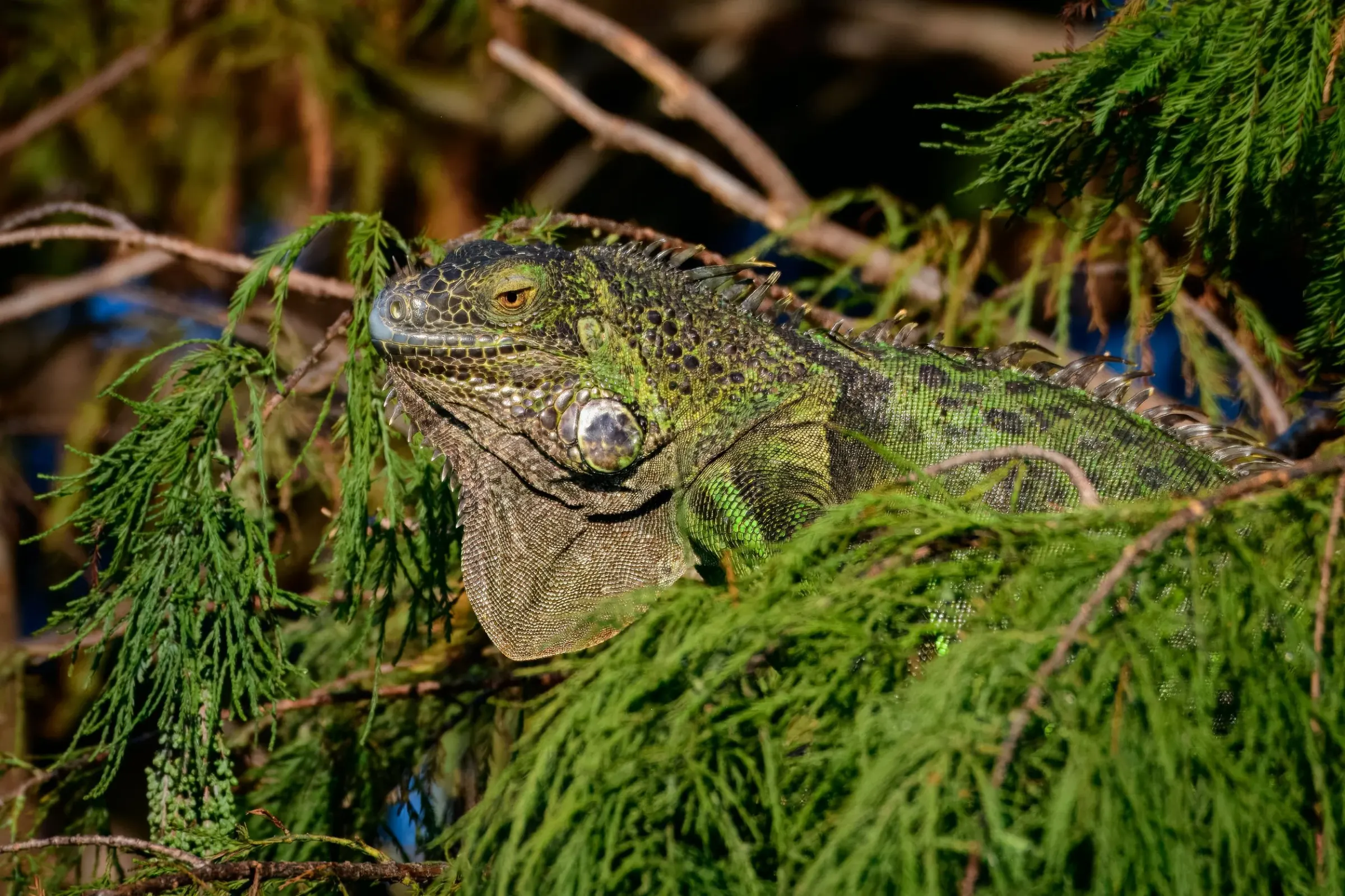 Iguana — photograph 6