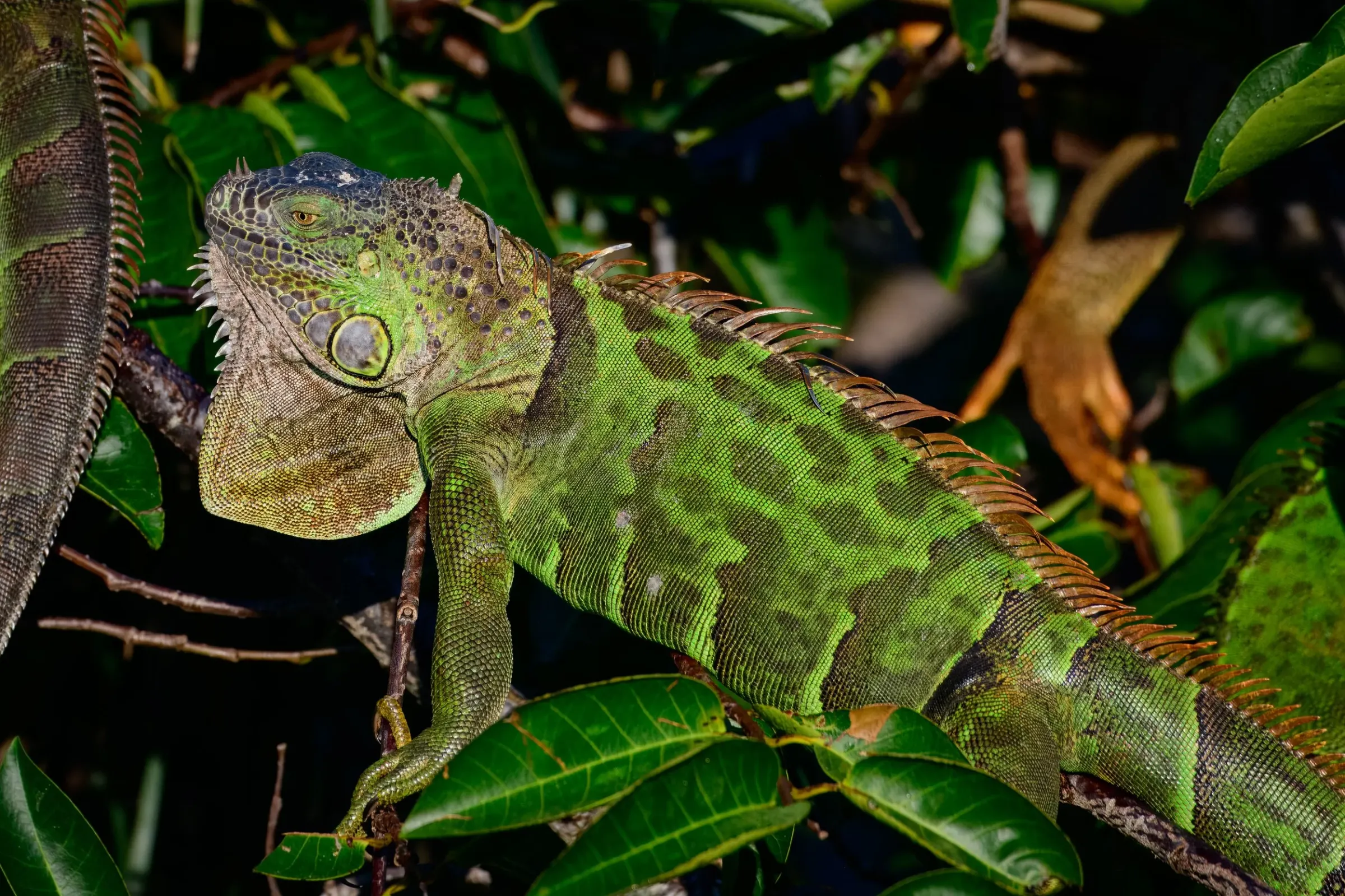 Iguana — photograph 10