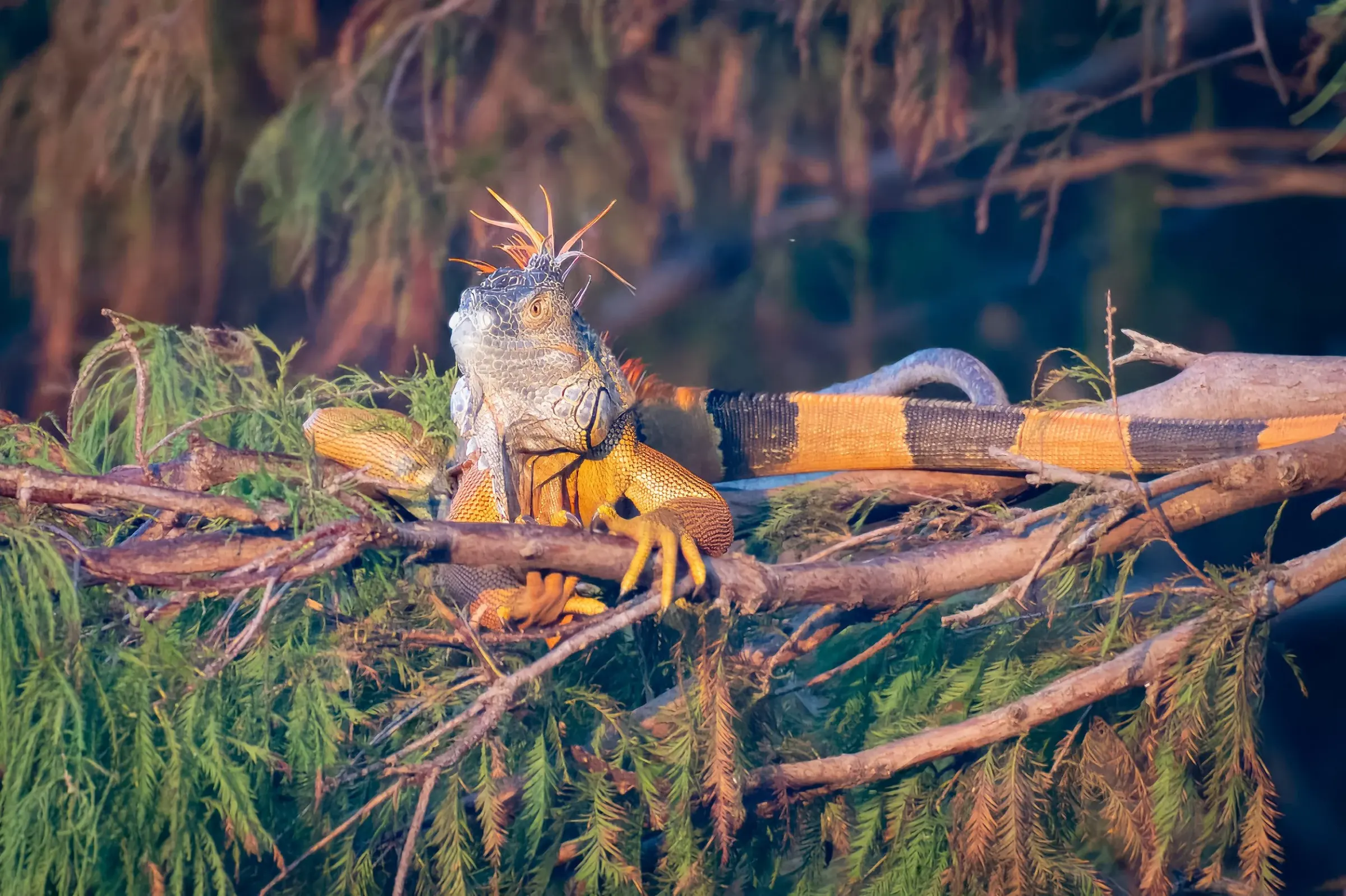 Iguana — photograph 15
