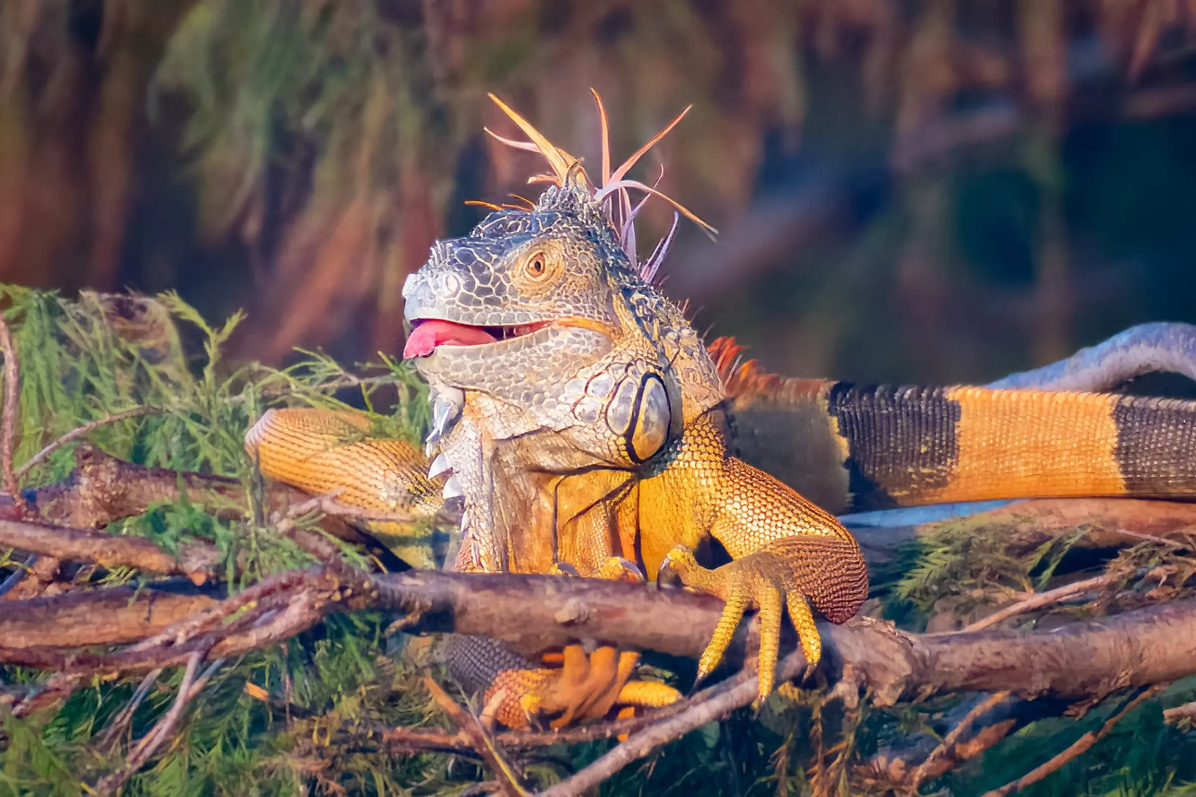 Iguana — photograph 17